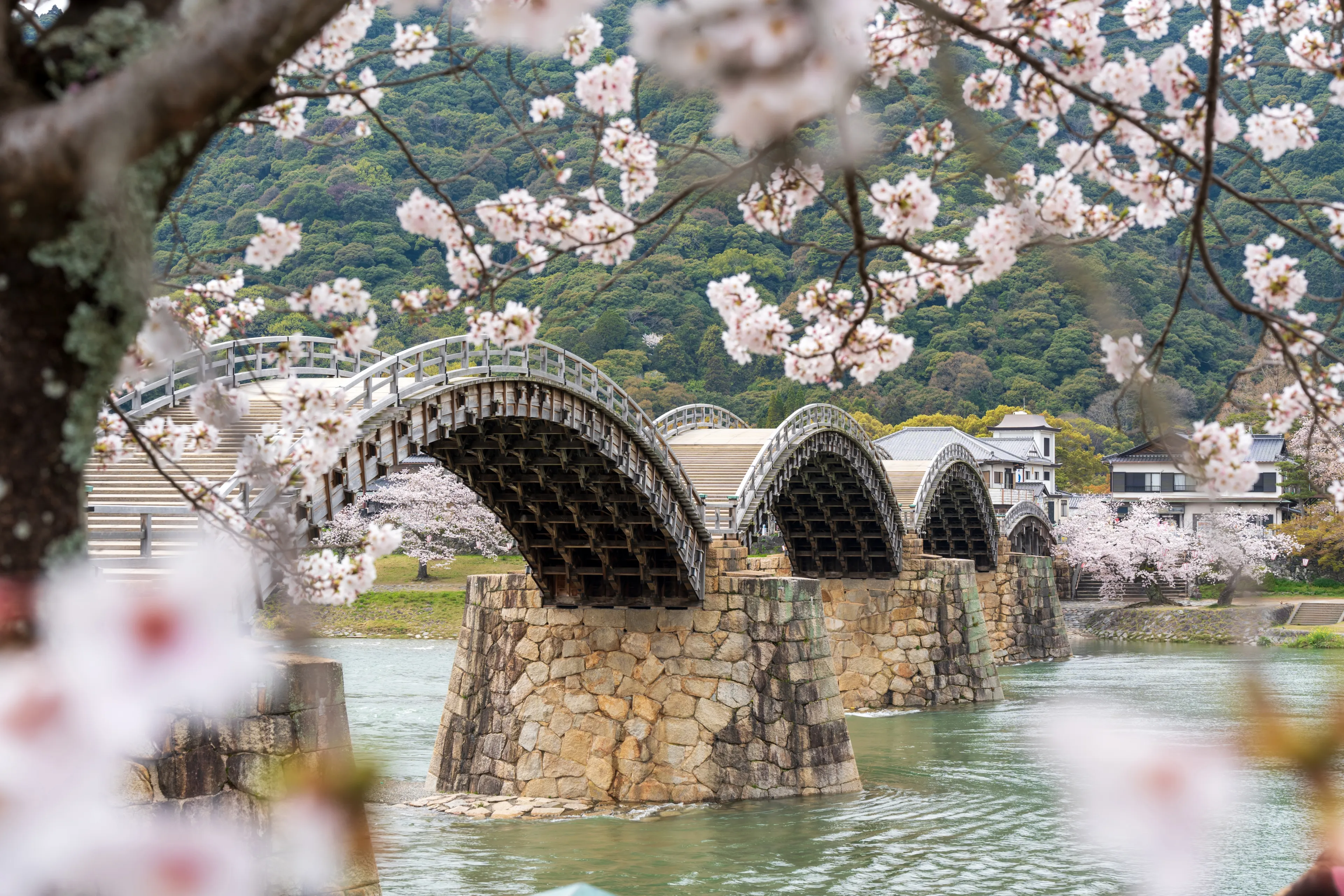 Kintai Bridge Sakura festival. Cherry blossoms along the Nishiki River bank. Iwakuni, Yamaguchi Prefecture, Japan.