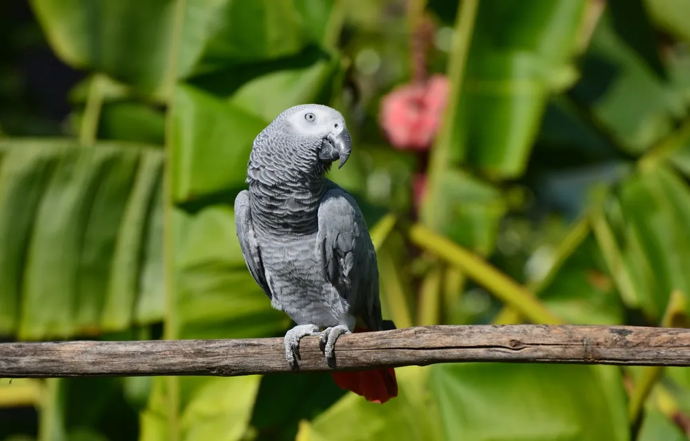 The entire body is gray, with the same color for both sexes. The wing tips and belly are black, and the tail is short, angular, and red.