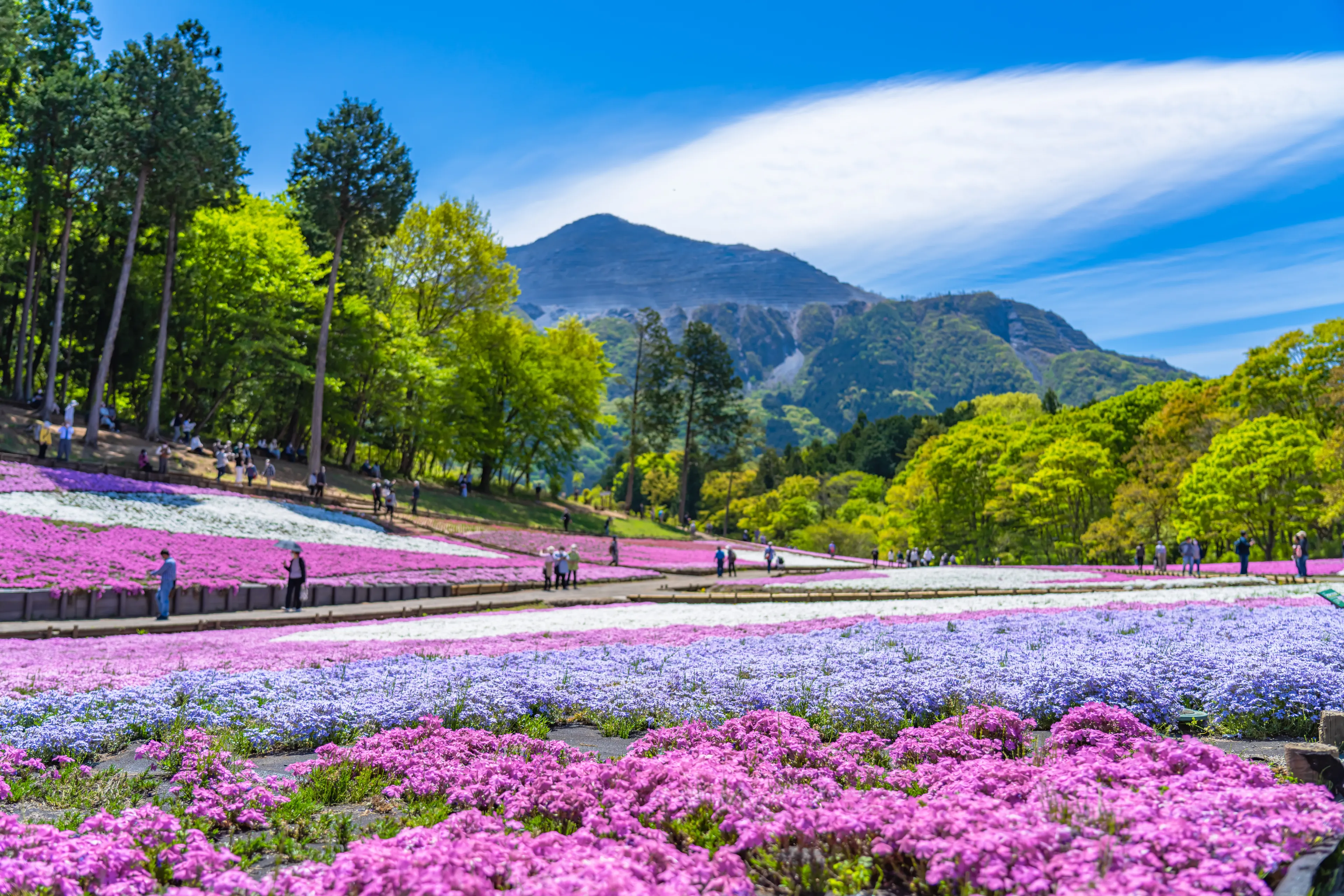 The landscape in spring of japan, the scenery of moss phlox("Shibazakura") in saitama chichibu.