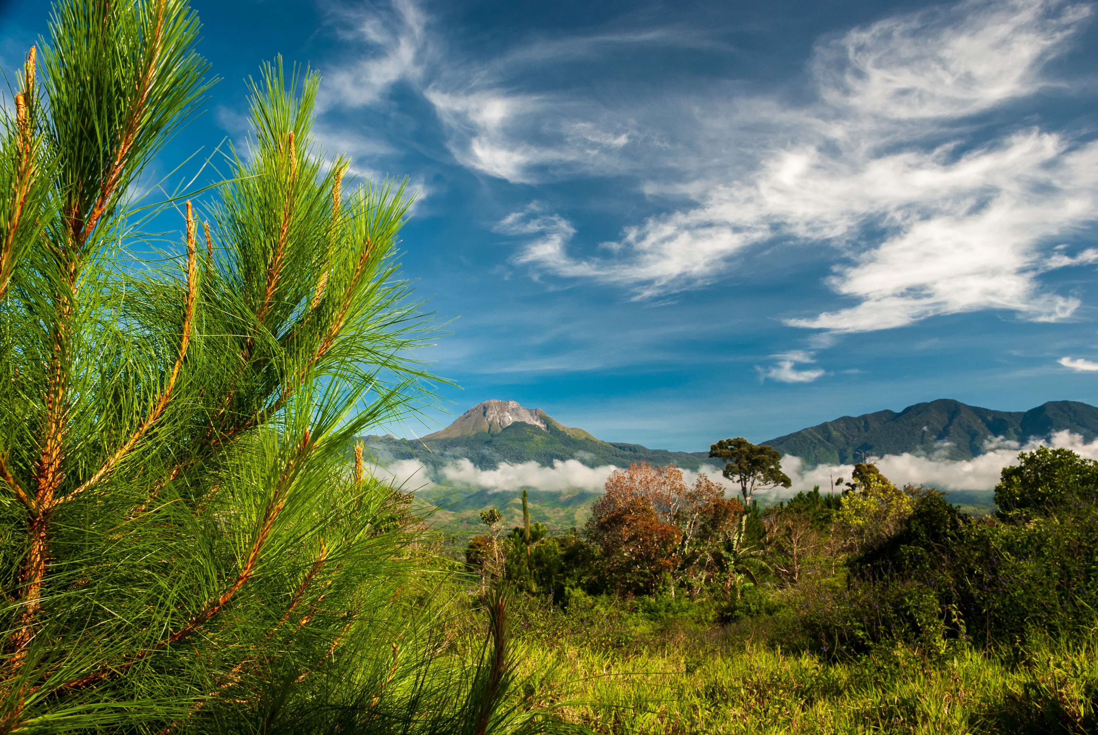 Upland shot of Mount Apo in Davao Philippines with green lush pine forest under saturated blue and cloudy sky one beautiful warm morning 