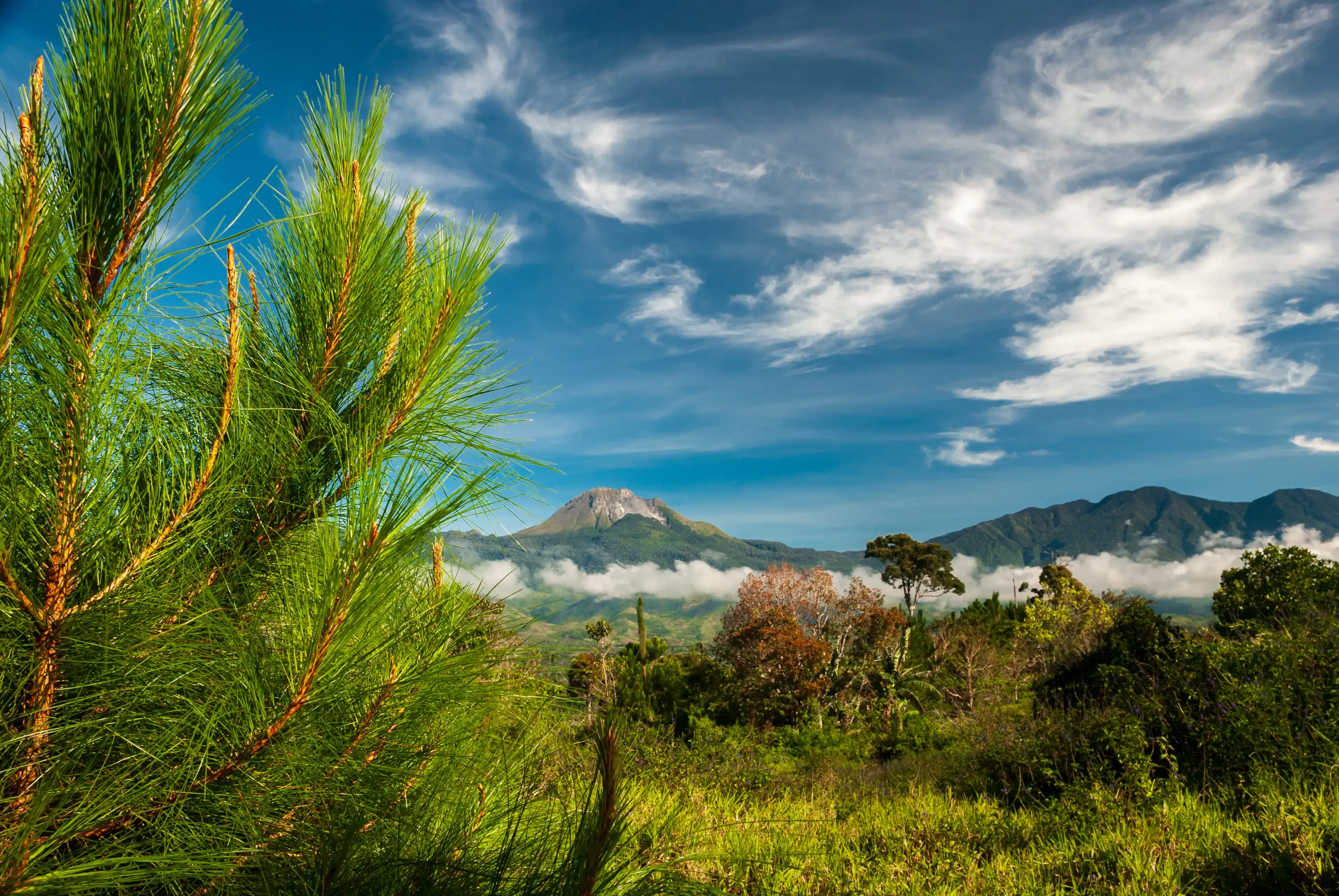 Upland shot of Mount Apo in Davao Philippines with green lush pine forest under saturated blue and cloudy sky one beautiful warm morning Upland shot of Mount Apo in Davao Philippines with green lush pine forest under saturated blue and cloudy sky one beautiful warm morning