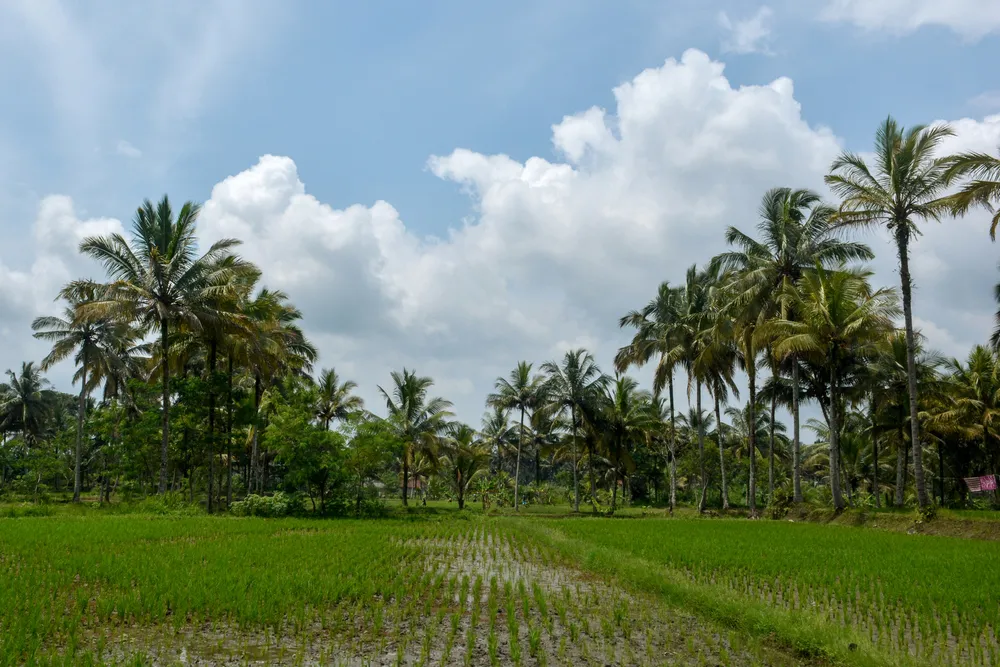 Landscape of Tawang Banteng Village, Tasikmalaya Indonesia. Coconut tress among ricefield in day light with beautiful sky and clouds.