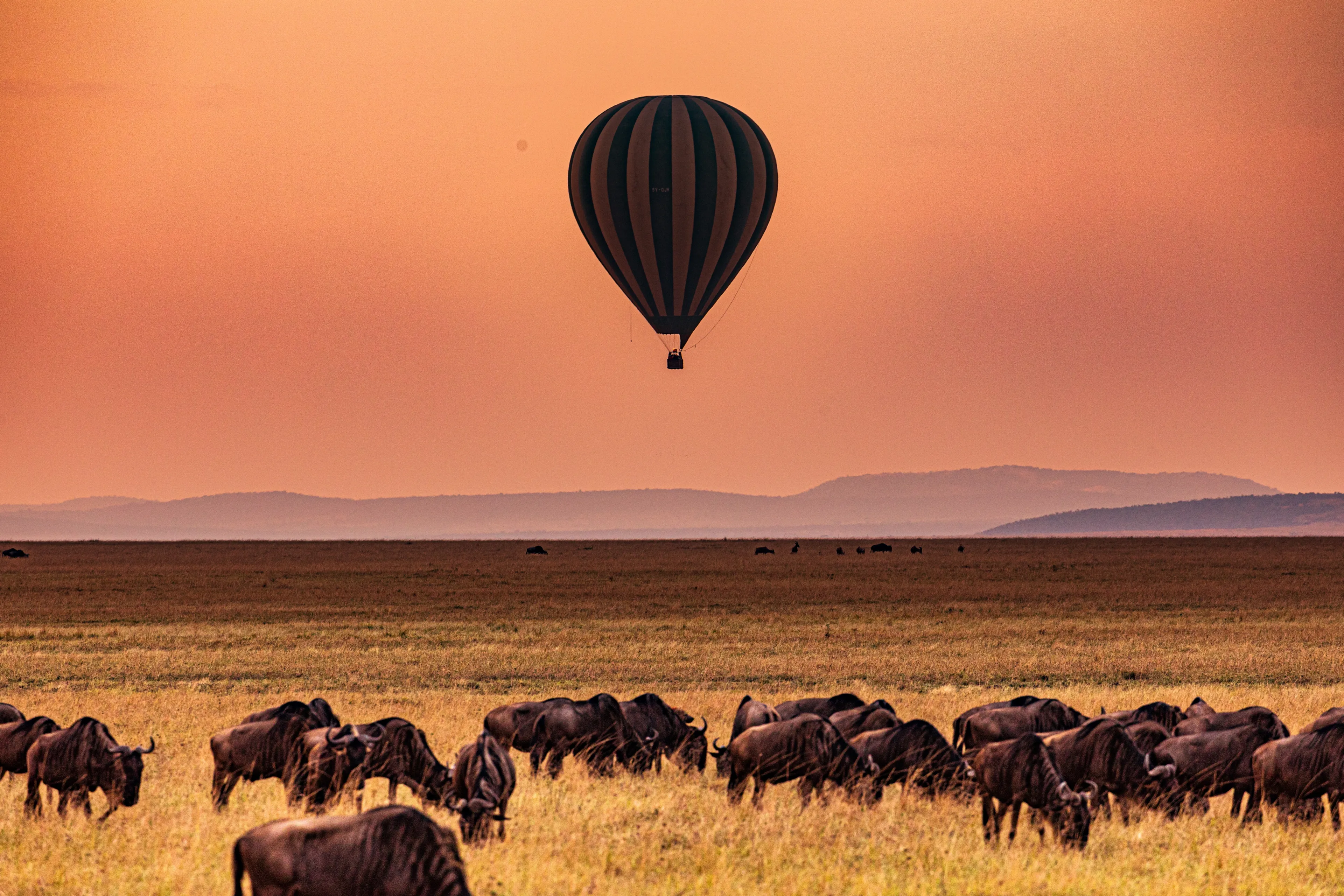 Hot Air Balloon Sunrise viewing wildebeest wildlife animals while grazing on hilly wilderness grassland savannah in the Maasai Mara National Game Reserve Park Narok County Great Rift Valley Kenya East