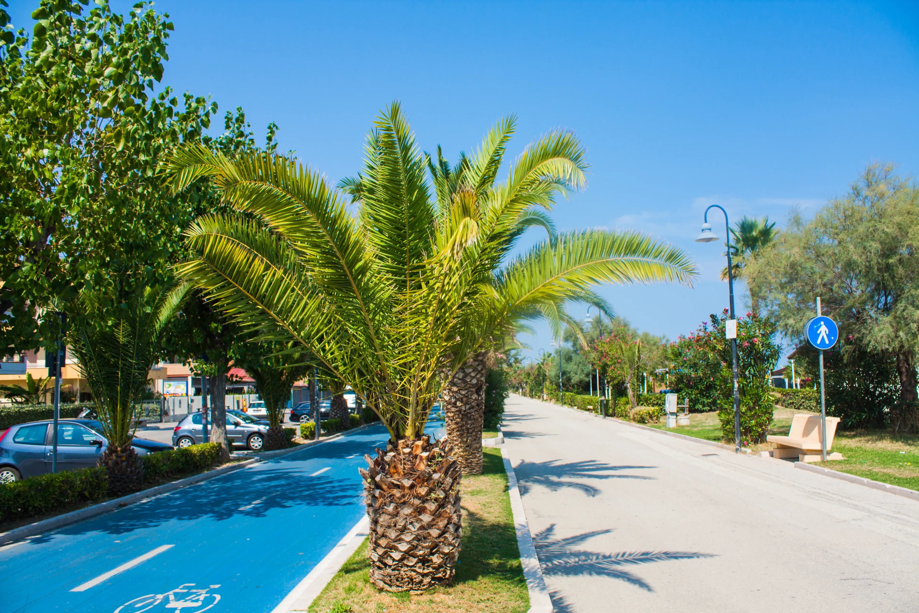 Adriatic sea coast. Seashore of city Alba Adriatica in Italy, Palm trees on summer sunny day