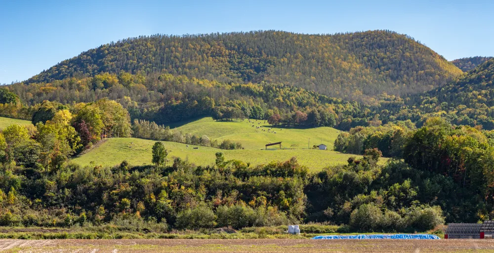 The cattle farm is located Kitami City, Hokkaido, Japan.