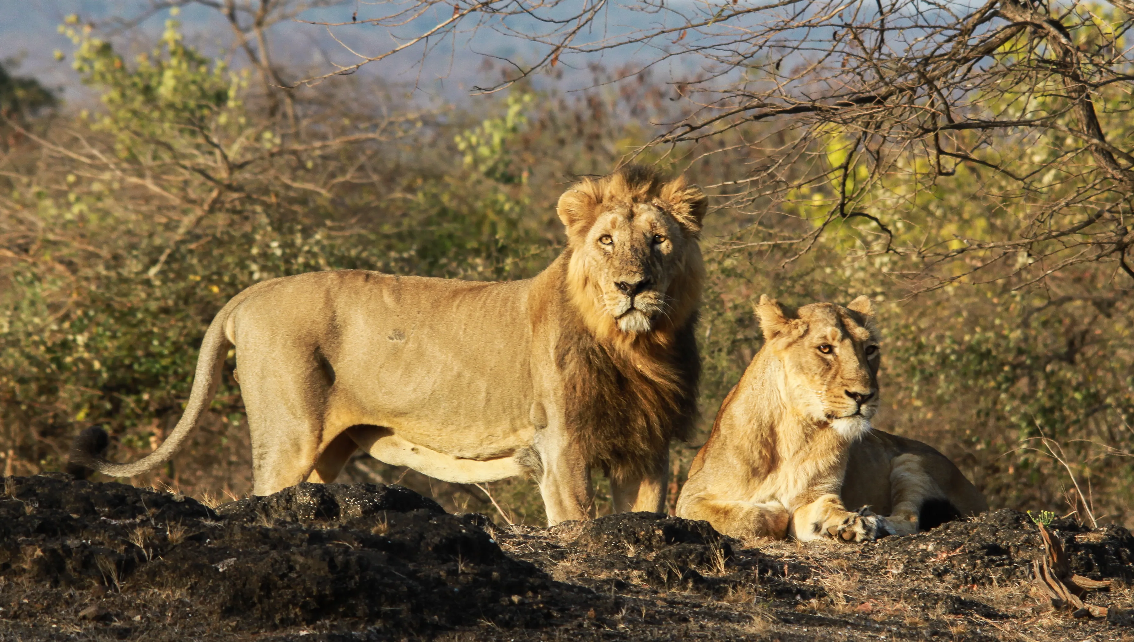 Asiatic Lion family