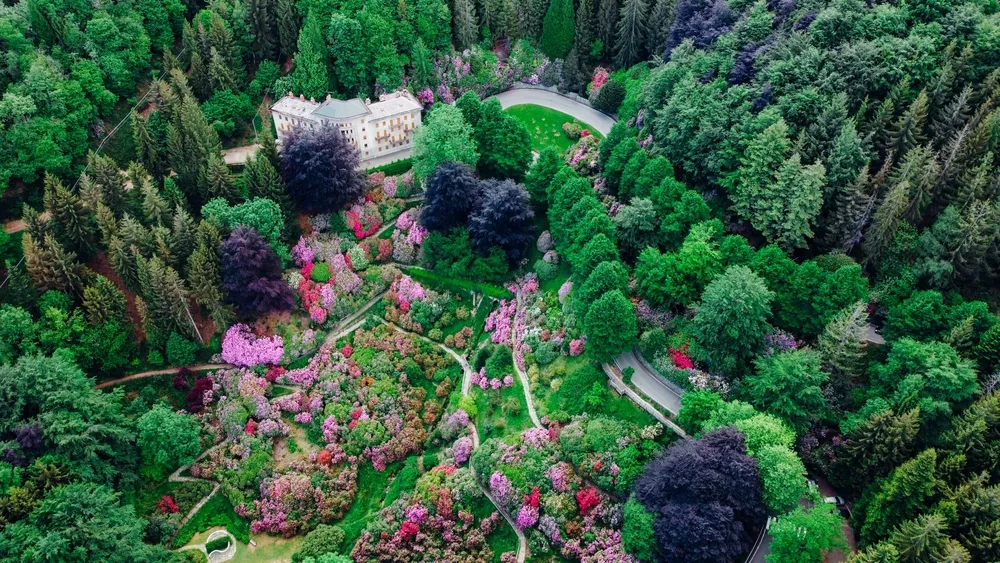 Aerial view of colorful blooming rhododendron shrubs among the trees in the Oasi Zegna, natural area and tourist attraction in the Province of Biella, Piedmont, Italy.