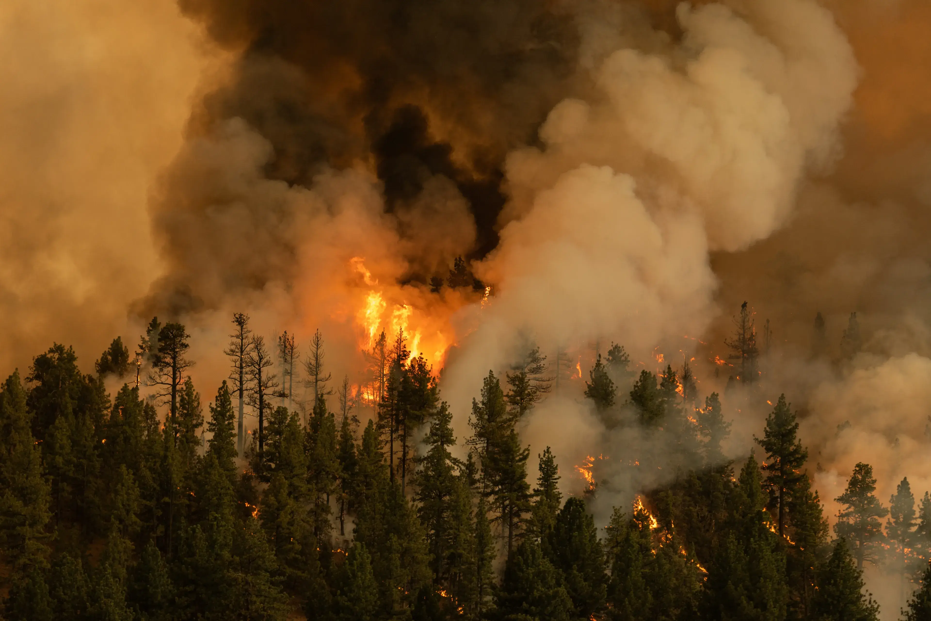 Markleeville, California USA - July 17, 2021: The Tamarack Fire burns on the eastern edge of California just south of Lake Tahoe. Markleeville, California USA - July 17, 2021: The Tamarack Fire burns on the eastern edge of California just south of Lake Tahoe.