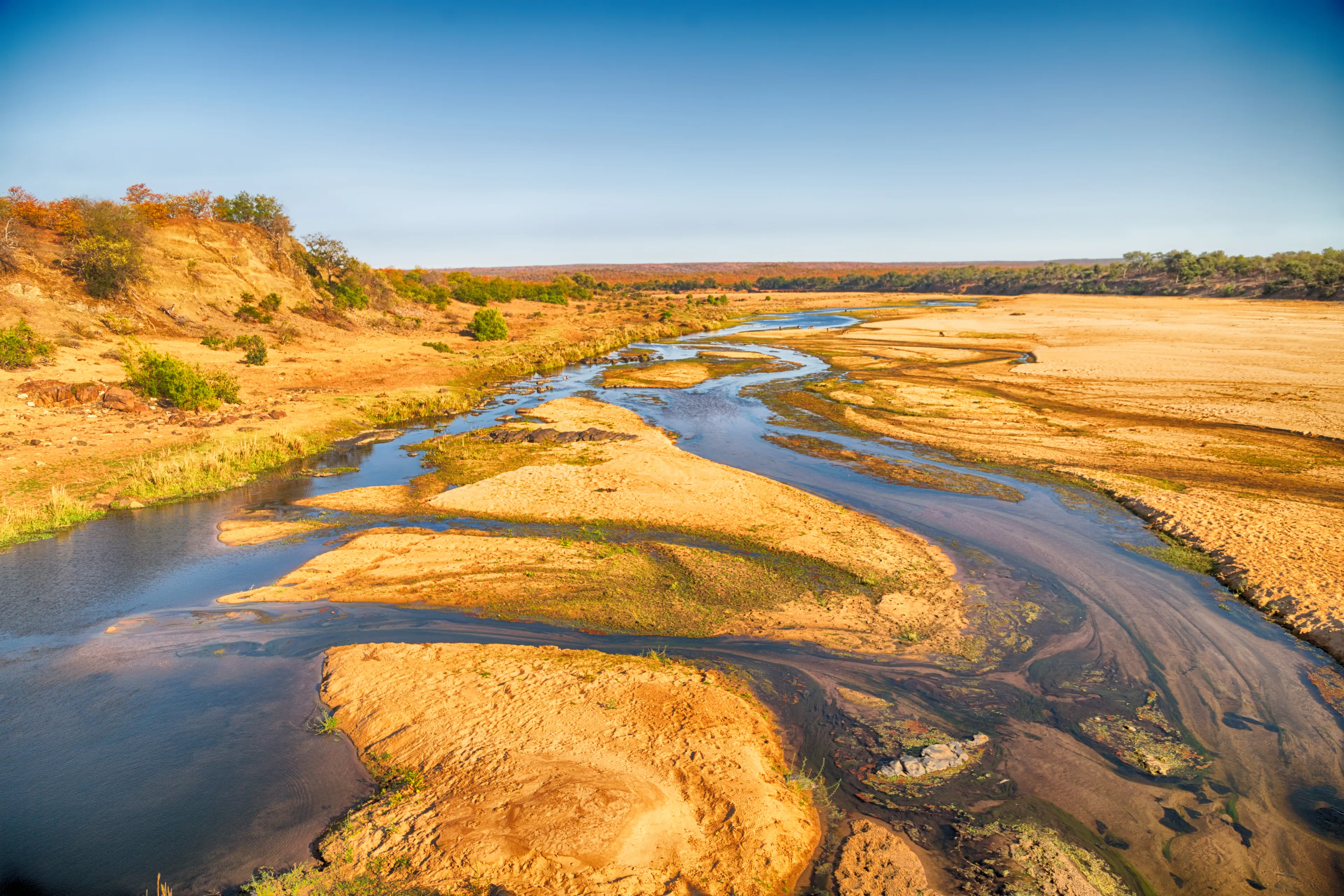 blur in south africa  wildlife  water   plant and tree in the national kruger park