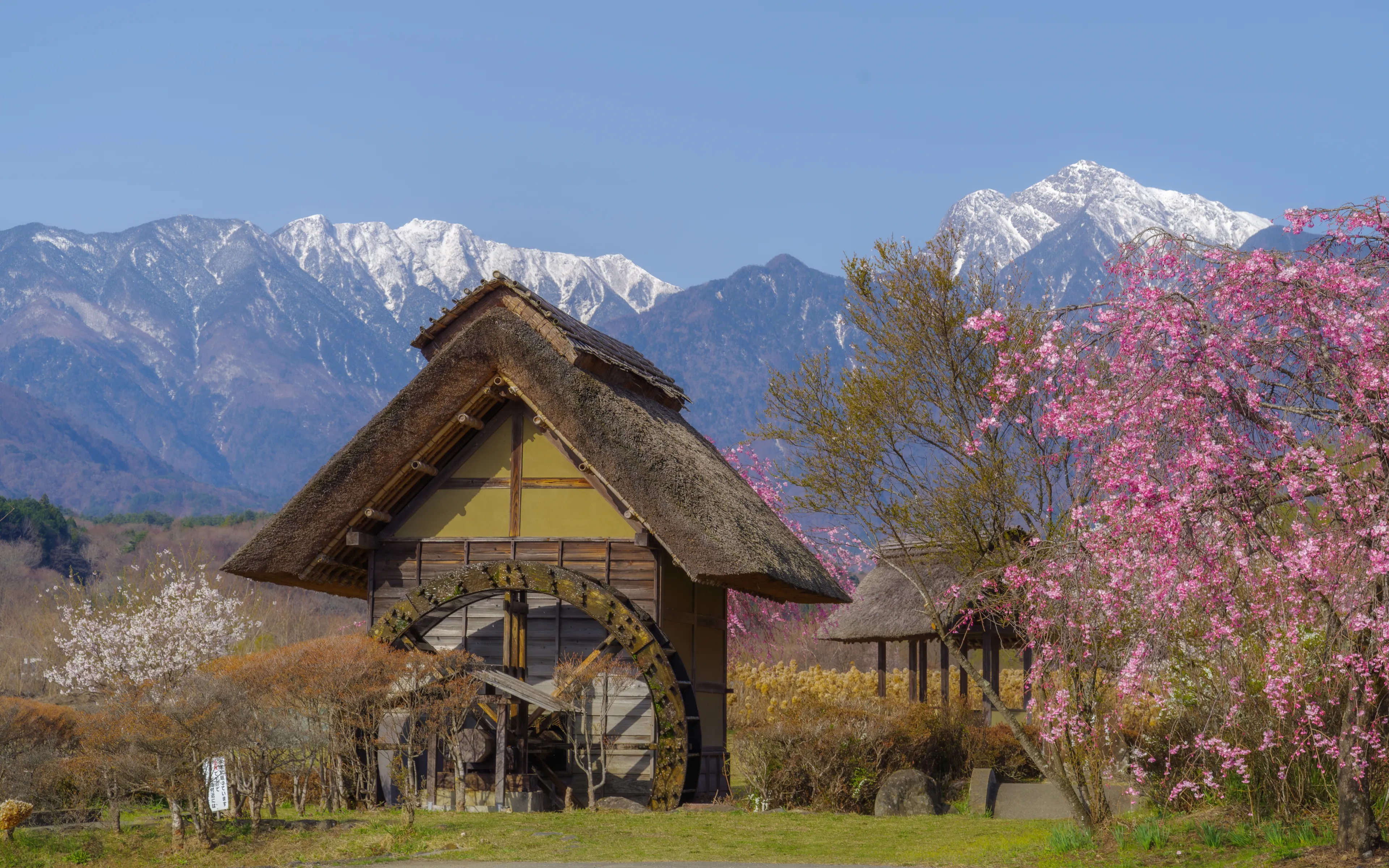 Springtime at Suisha-no-Sato Koen (Waterwheel Village Park) in Hokuto, Yamanashi Prefecture, Japan, where vibrant cherry blossoms frame traditional wooden watermills and thatched-roof rest houses. 