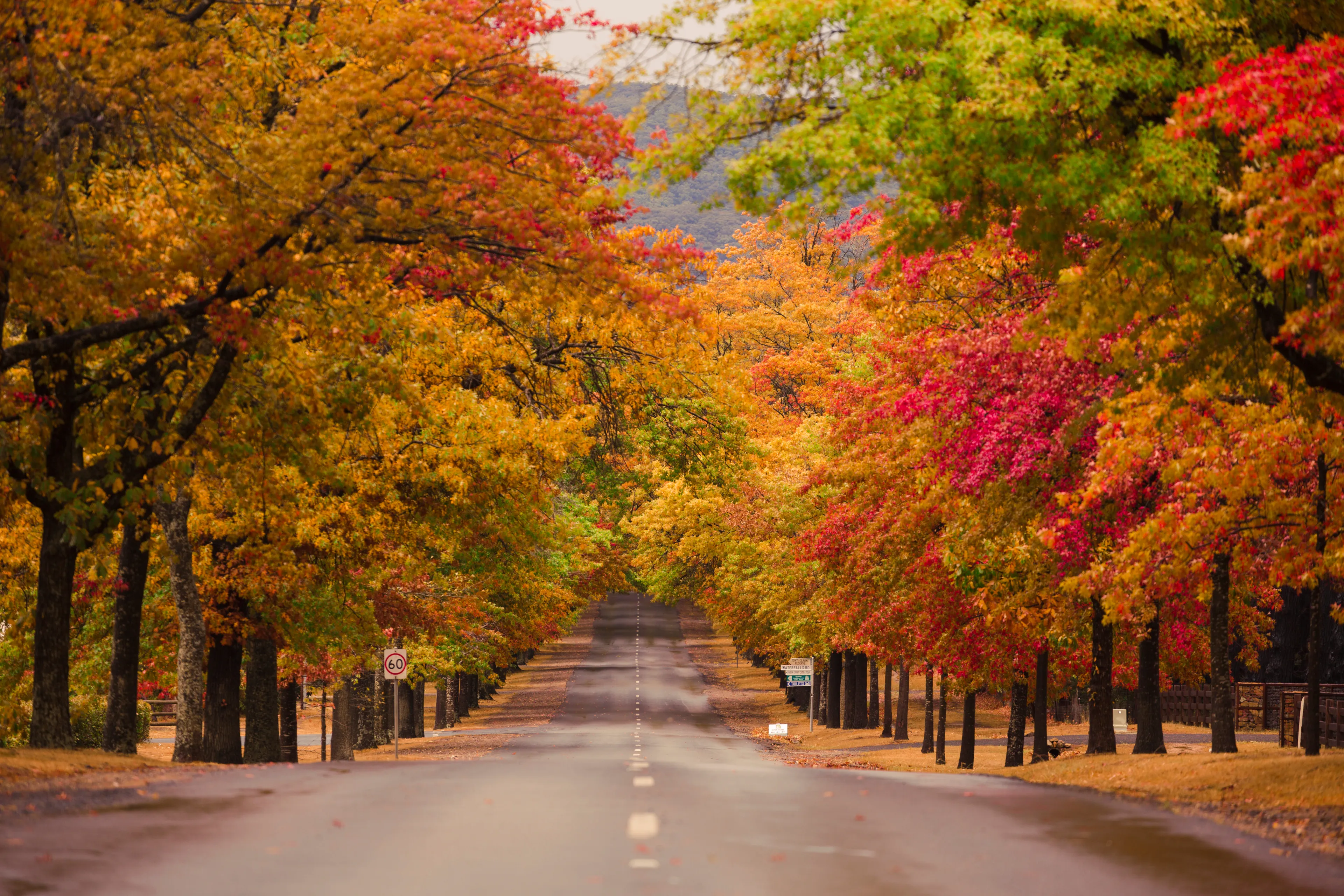 Beautiful Trees in Autumn Lining Street in Macedon, Victoria. 