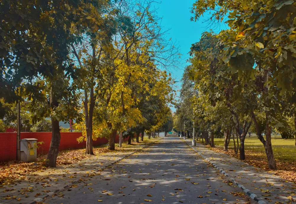 Jalandhar,Punjab,India-15 March 2018: A Street fully Covered by trees in the season of Autumn.