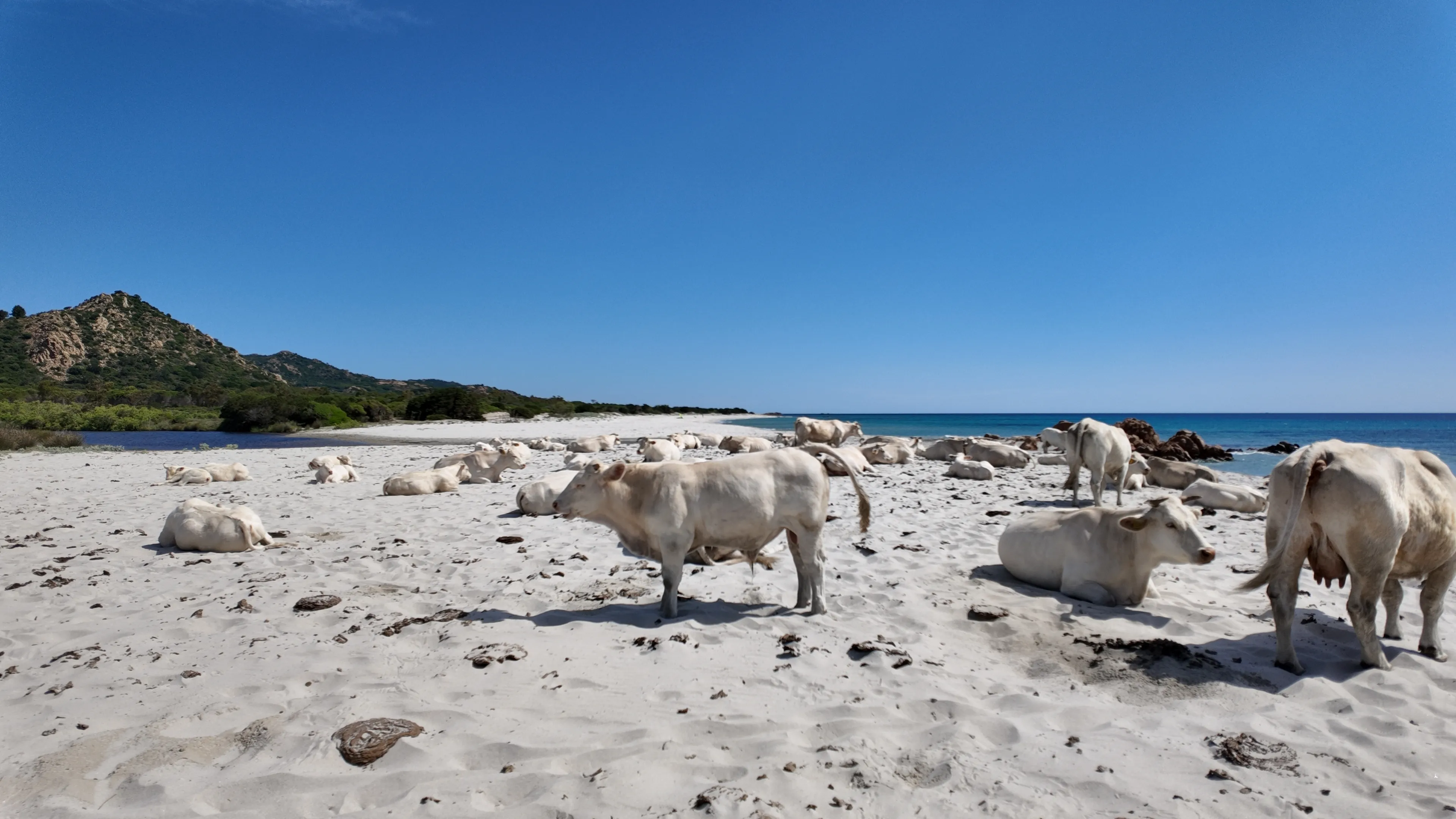 view of Berchida beach south of Siniscola, in the Baronie territory on the east coast of Sardinia island is known as one of the most beautiful beaches in the Mediterranean for its purest waters