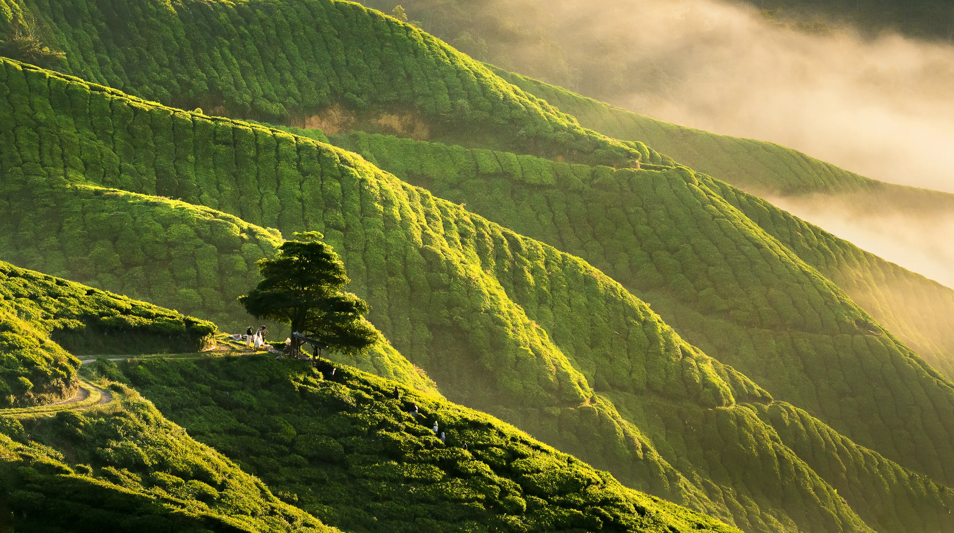 Panorama early morning sunrise over hilly tea plantation in Cameron Highlands, Pahang, Malaysia. Noise visible due to high ISO. 