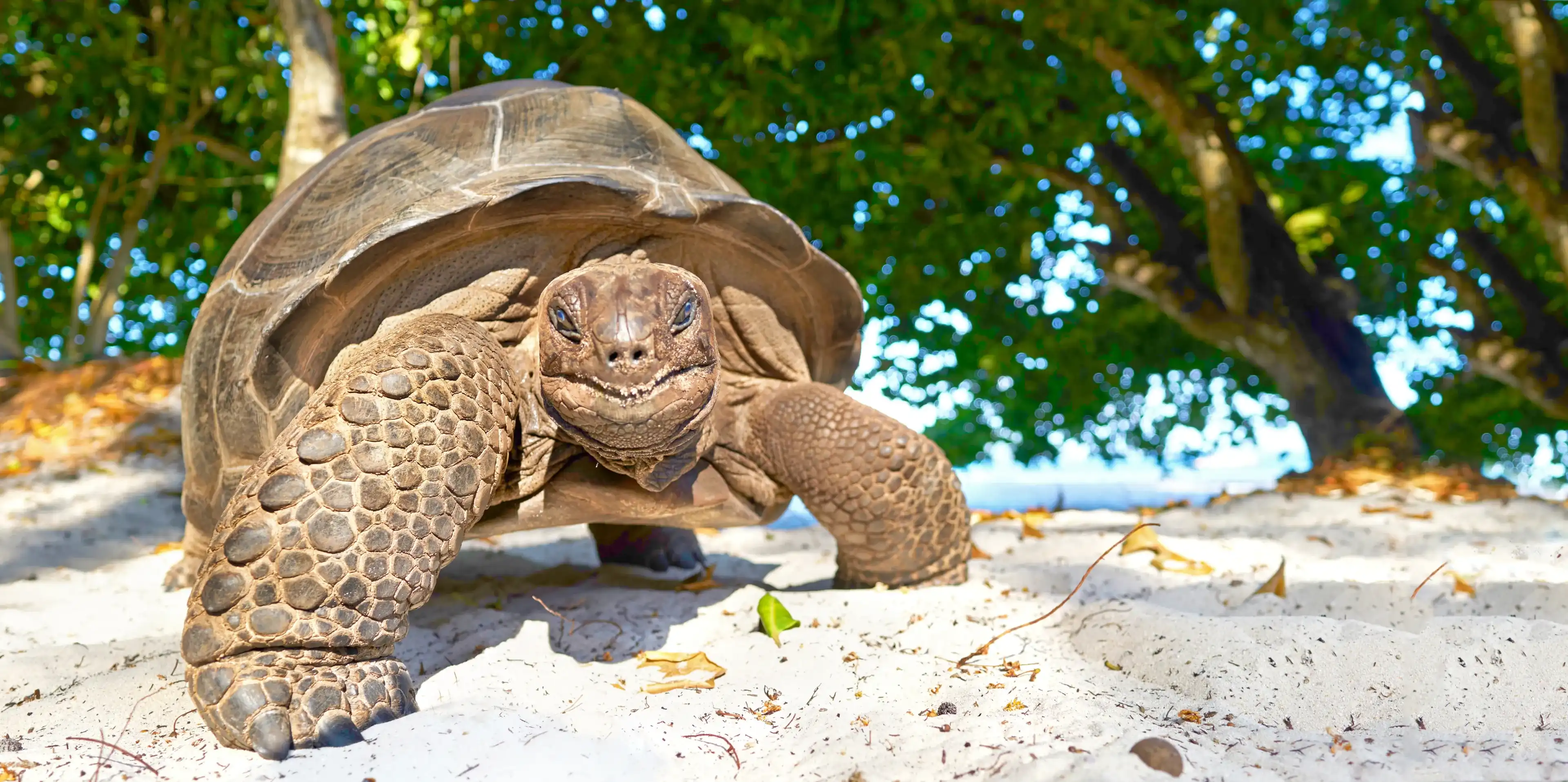 Seychelles giant tortoise - wildlife, smiling happy turtle Seychelles giant tortoise - wildlife, smiling happy turtle