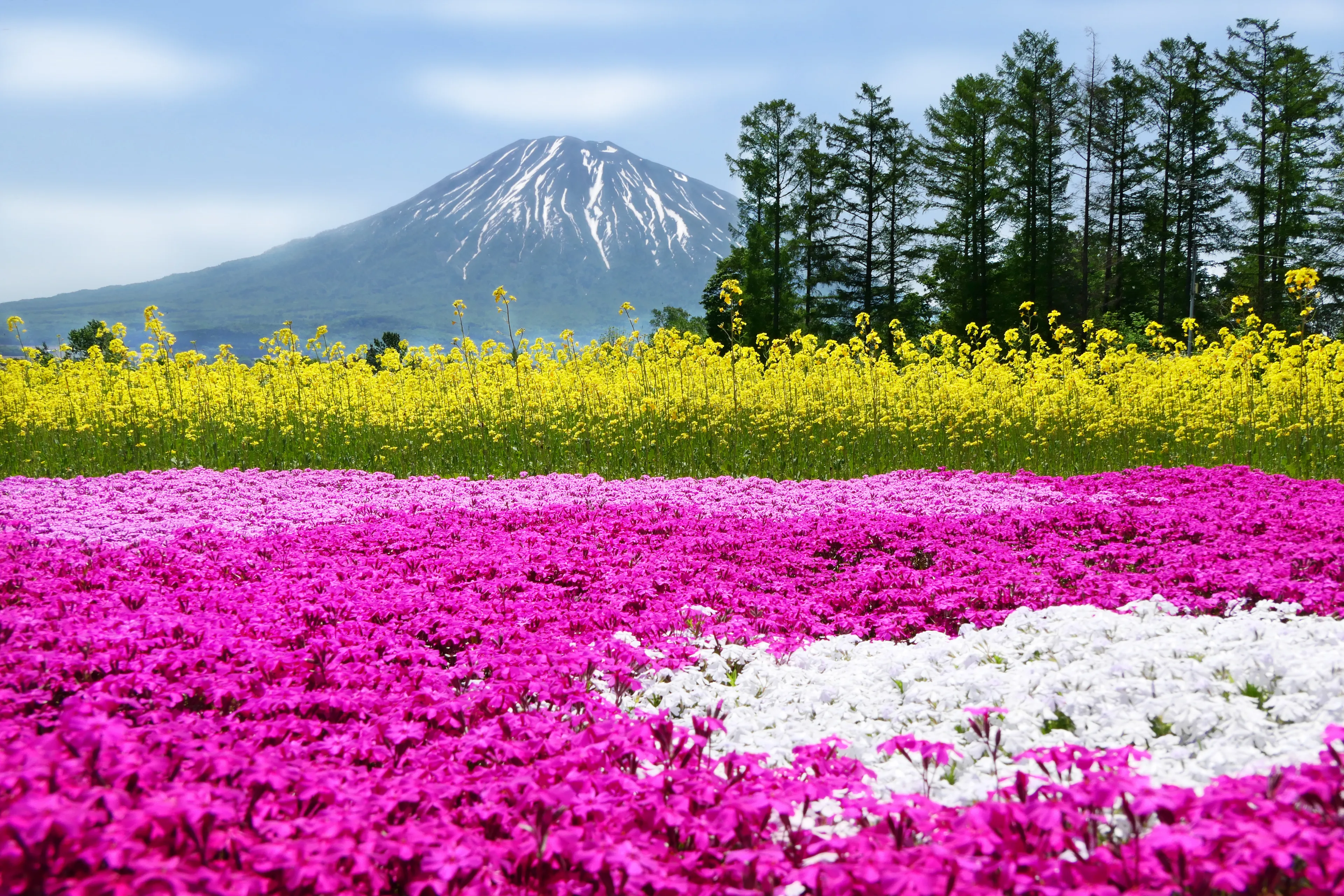 Colorful pink moss (Shibazakura, Phlox Subulata) and mustard flowers with Mount Yotei (Mt. Fuji Hokkaido) at Mishima's Shibazakura garden in Kutchan town, Hokkaido, Japan
