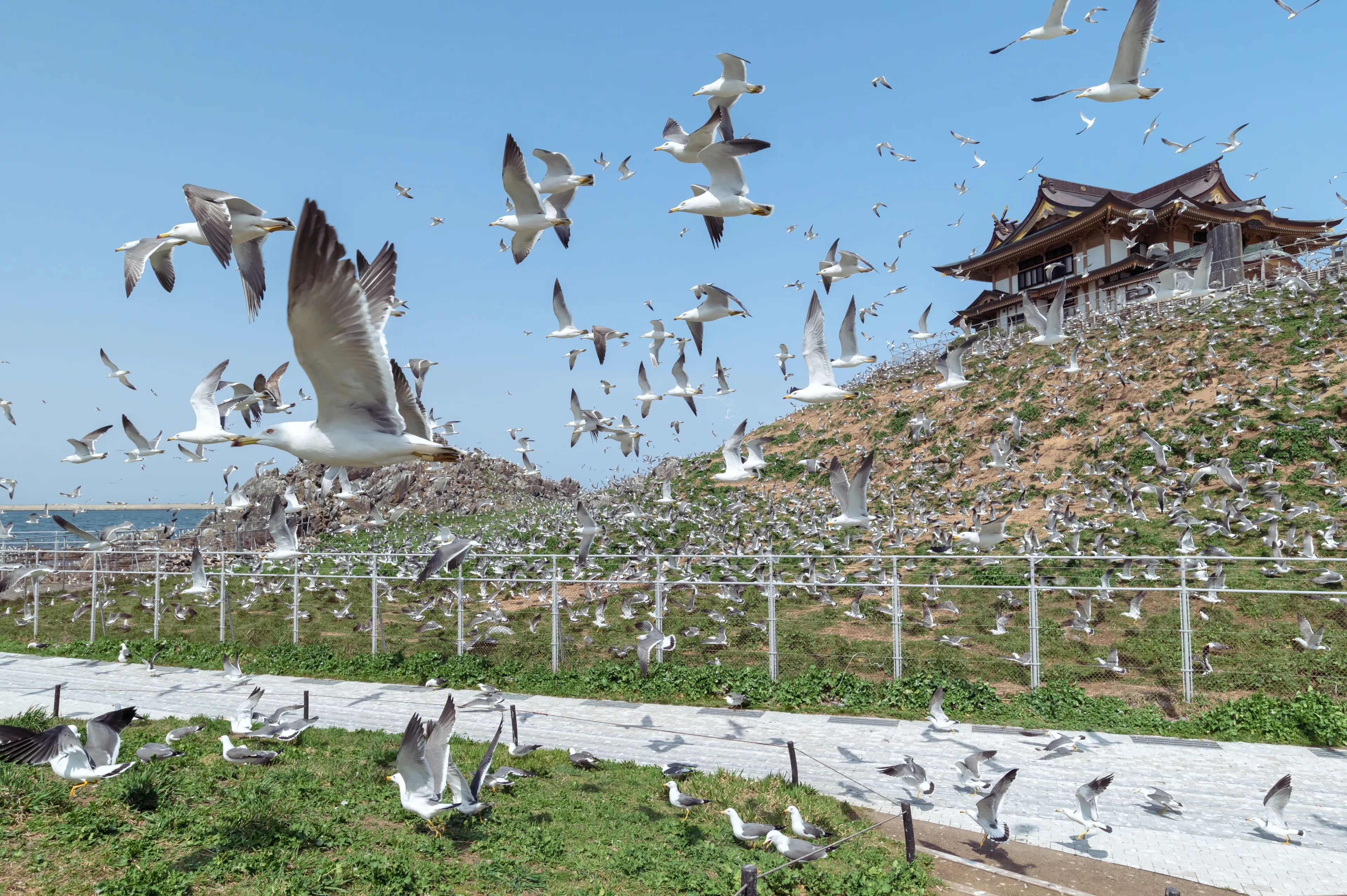 Kabushima in Hachinohe City is a breeding ground for black-tailed gulls, and flocks of black-tailed gulls fly in the sky in spring.