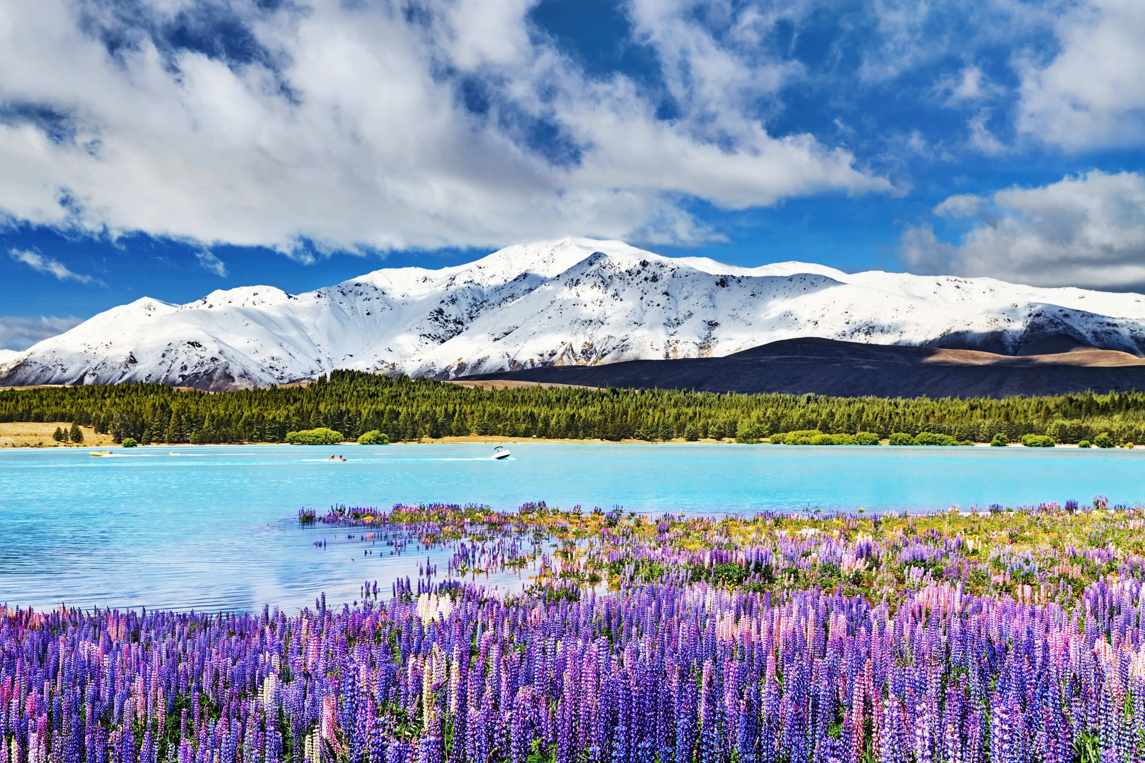 Mountain landscape with flowering lupins, lake Tekapo, New Zealand