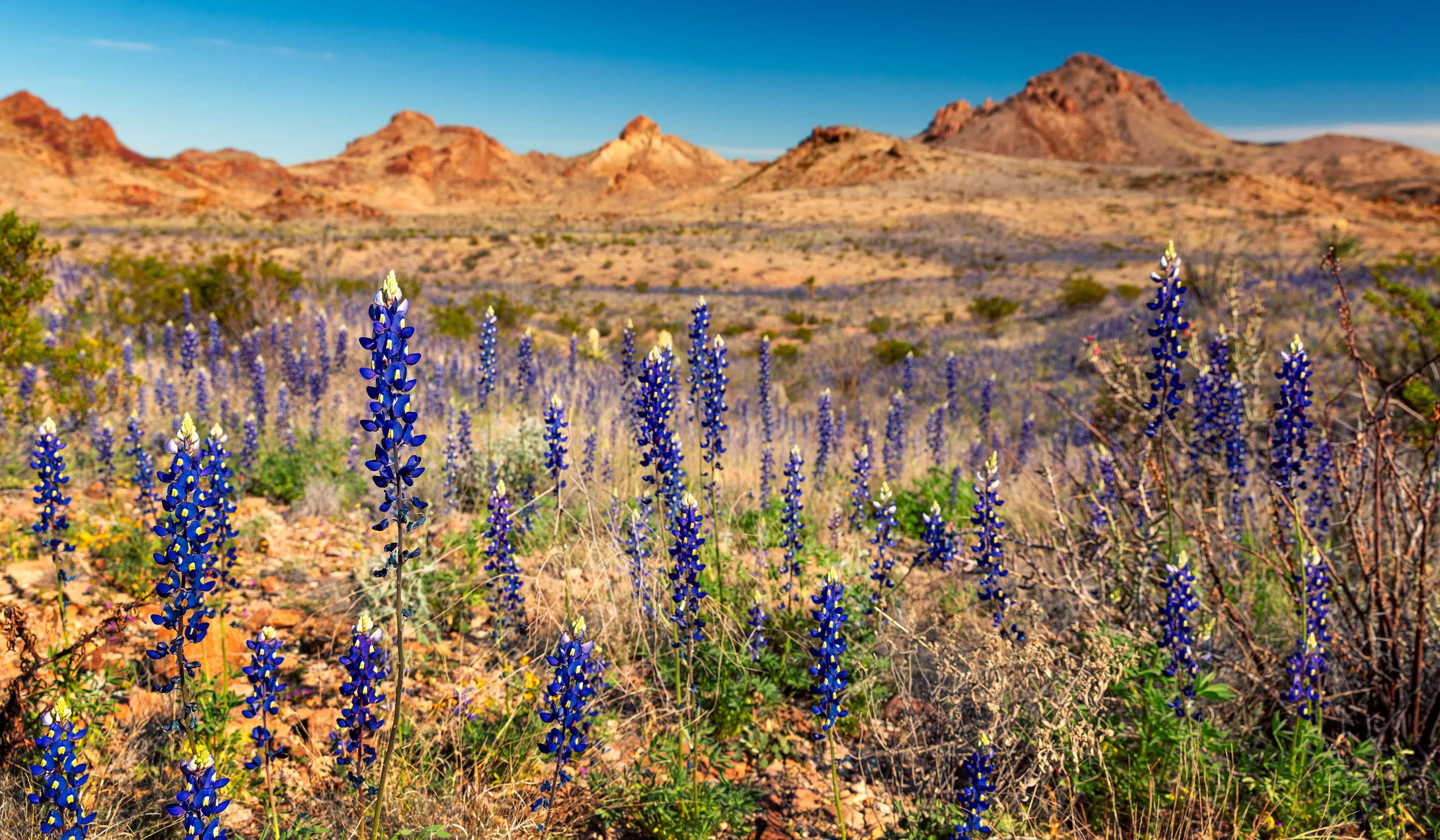 Bluebonnets bloom in Big Bend National Park, Texas