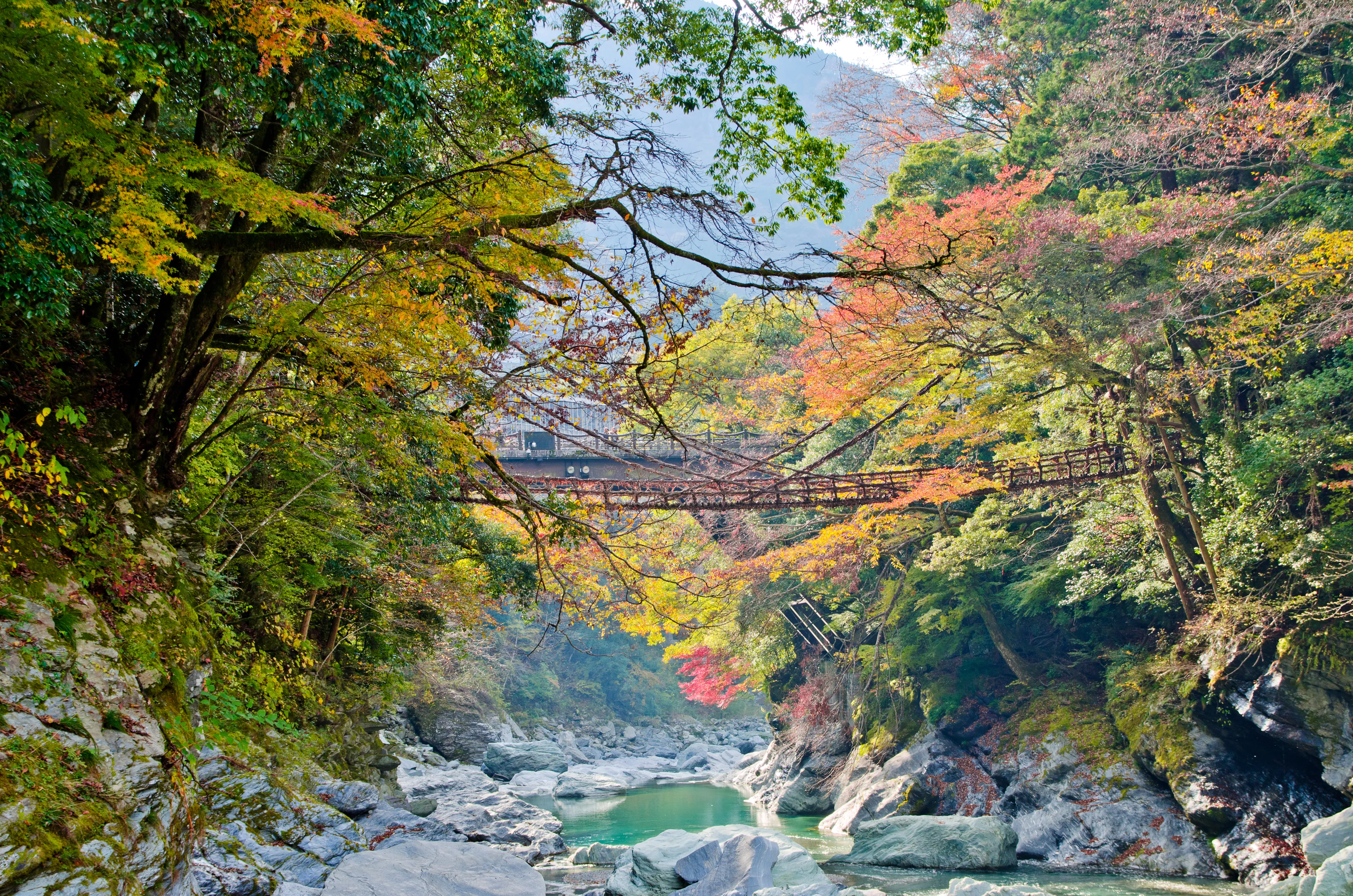 Kazurabashi bridge, Iya valley,Tokushima, Shikoku, Japan