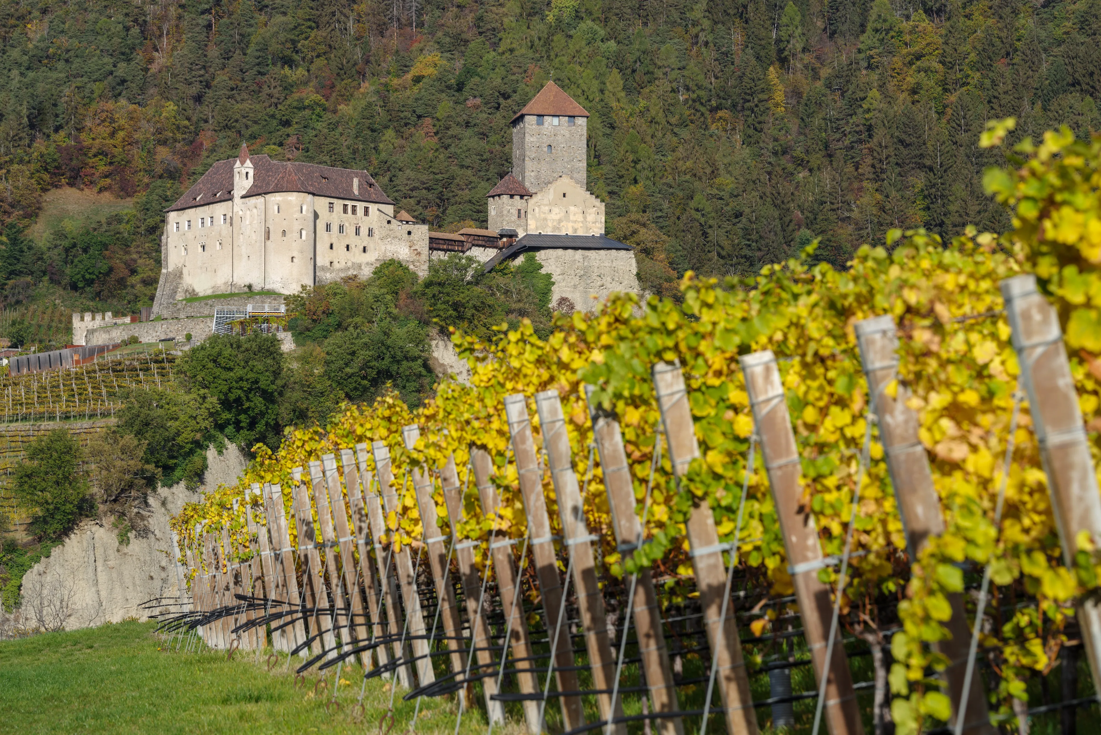 View of Tyrol Castle 11th-13th century, surrounded by vineyards, Trentino-Alto Adige, Italy