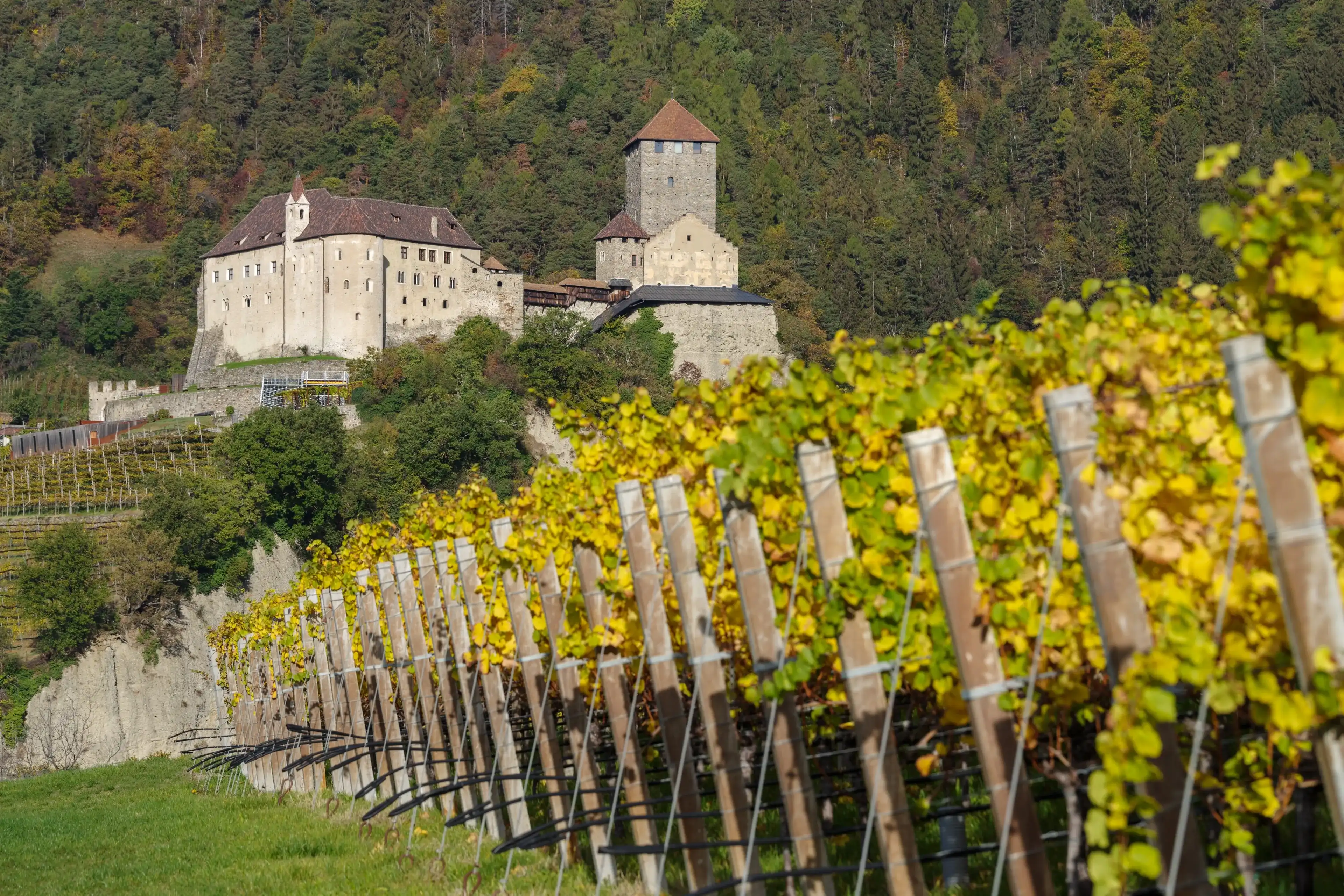 View of Tyrol Castle 11th-13th century, surrounded by vineyards, Trentino-Alto Adige, Italy View of Tyrol Castle 11th-13th century, surrounded by vineyards, Trentino-Alto Adige, Italy