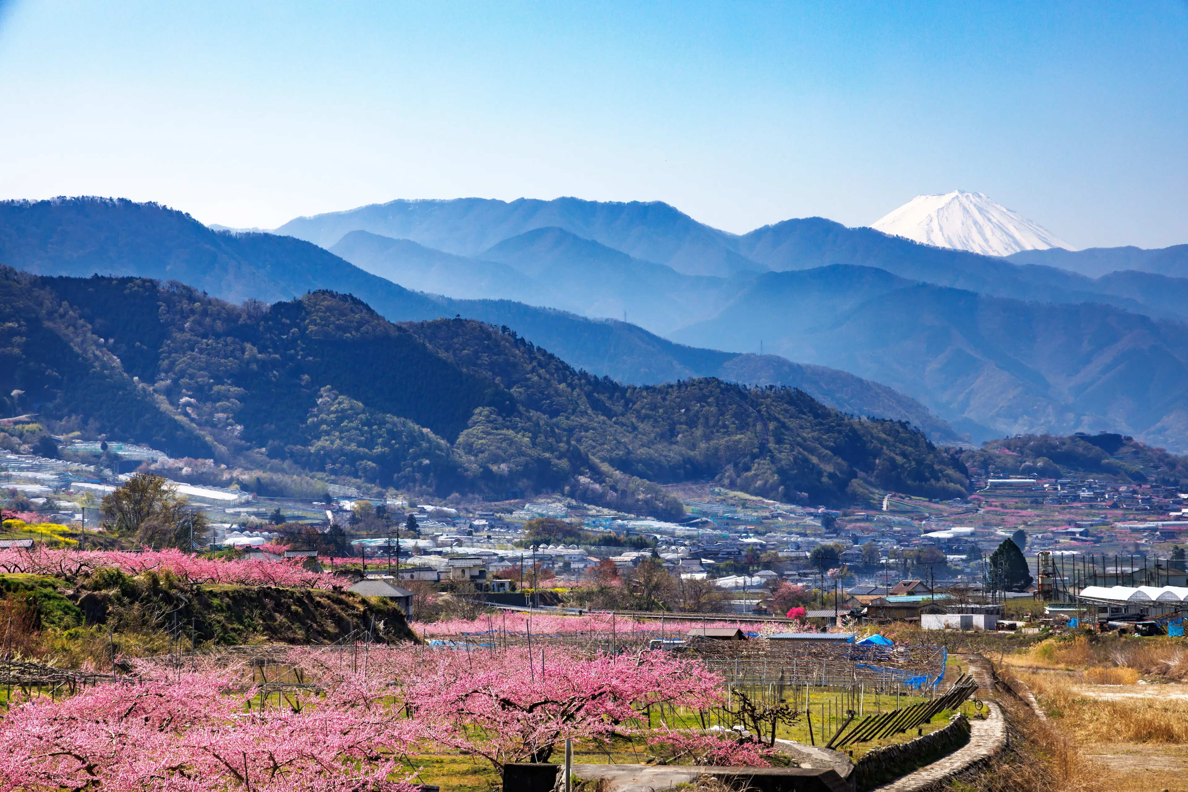 A landscape of peach blossoms in full bloom, Fuefuki City, Yamanashi Prefecture
