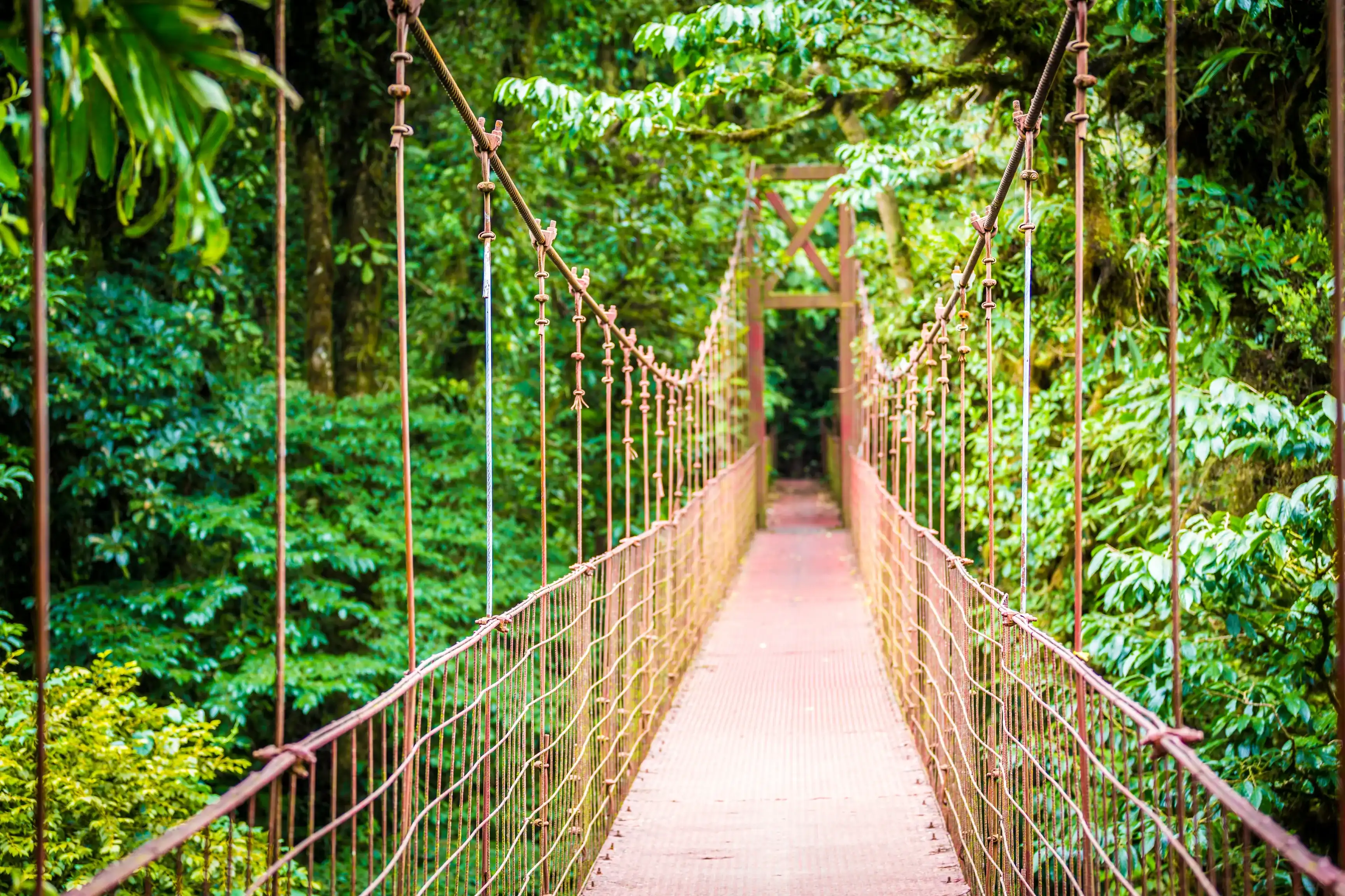 Costa Rica, hanging suspended bridges in Monteverde Costa Rica, hanging suspended bridges in Monteverde