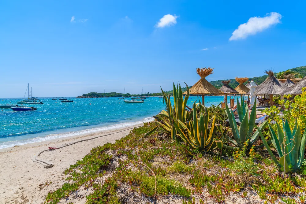 Tropical agave plants on beautiful beach in Saint Cyprien coastal town, Corsica island, France