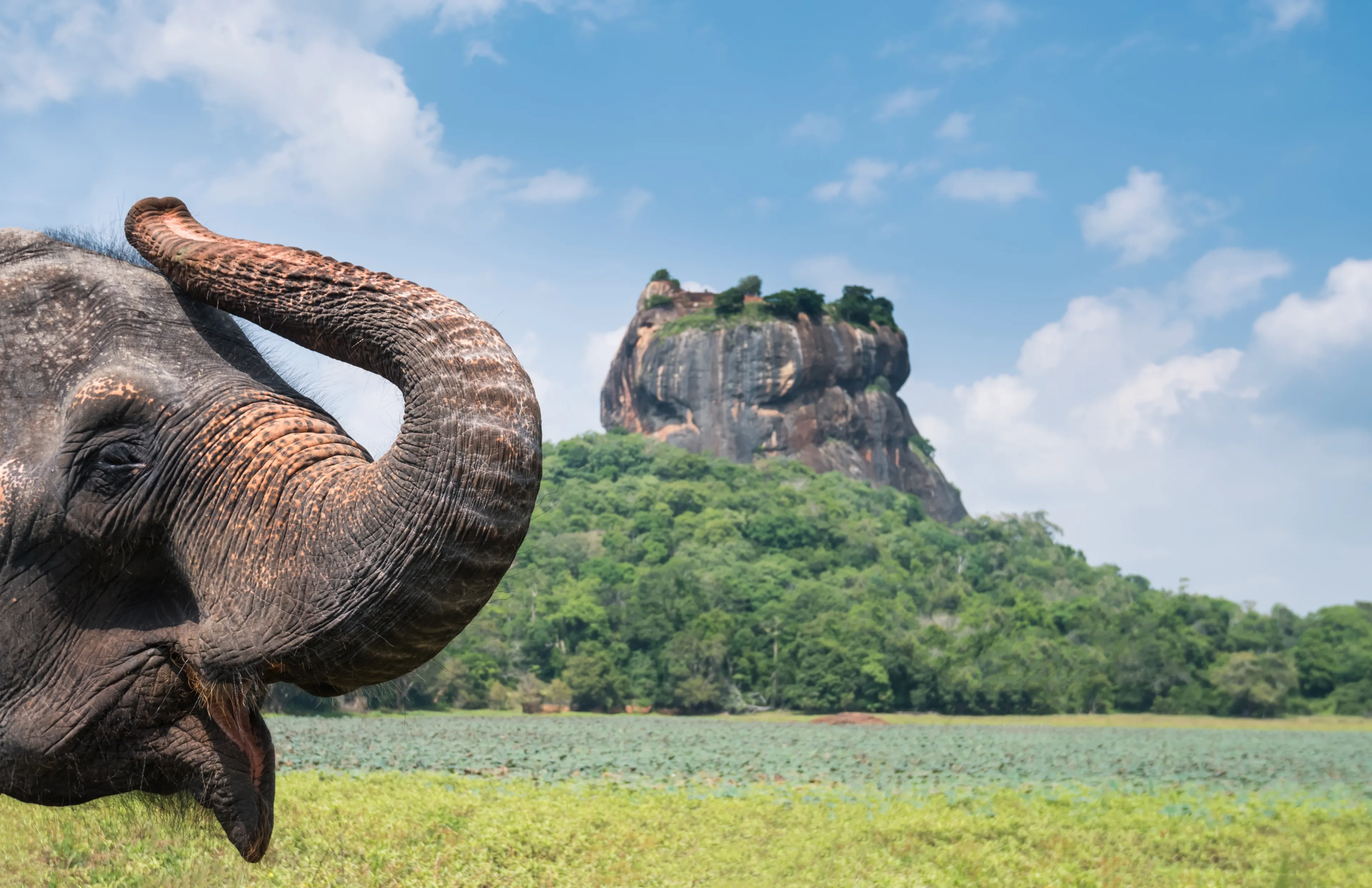 Elephant in Sigiriya lion rock, Sri Lanka