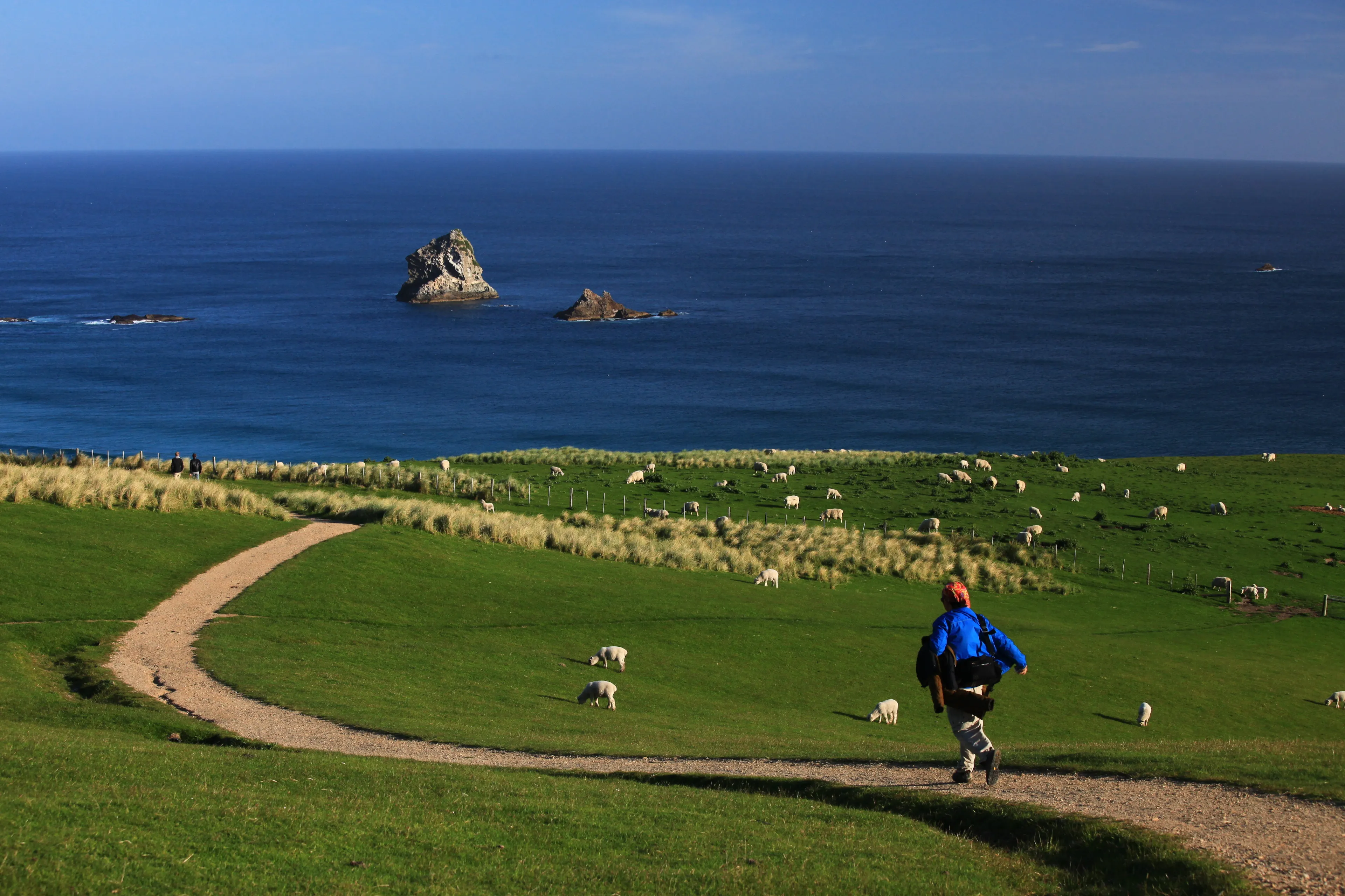 Green hills and Blue Ocean, Coastal Otago, New Zealand