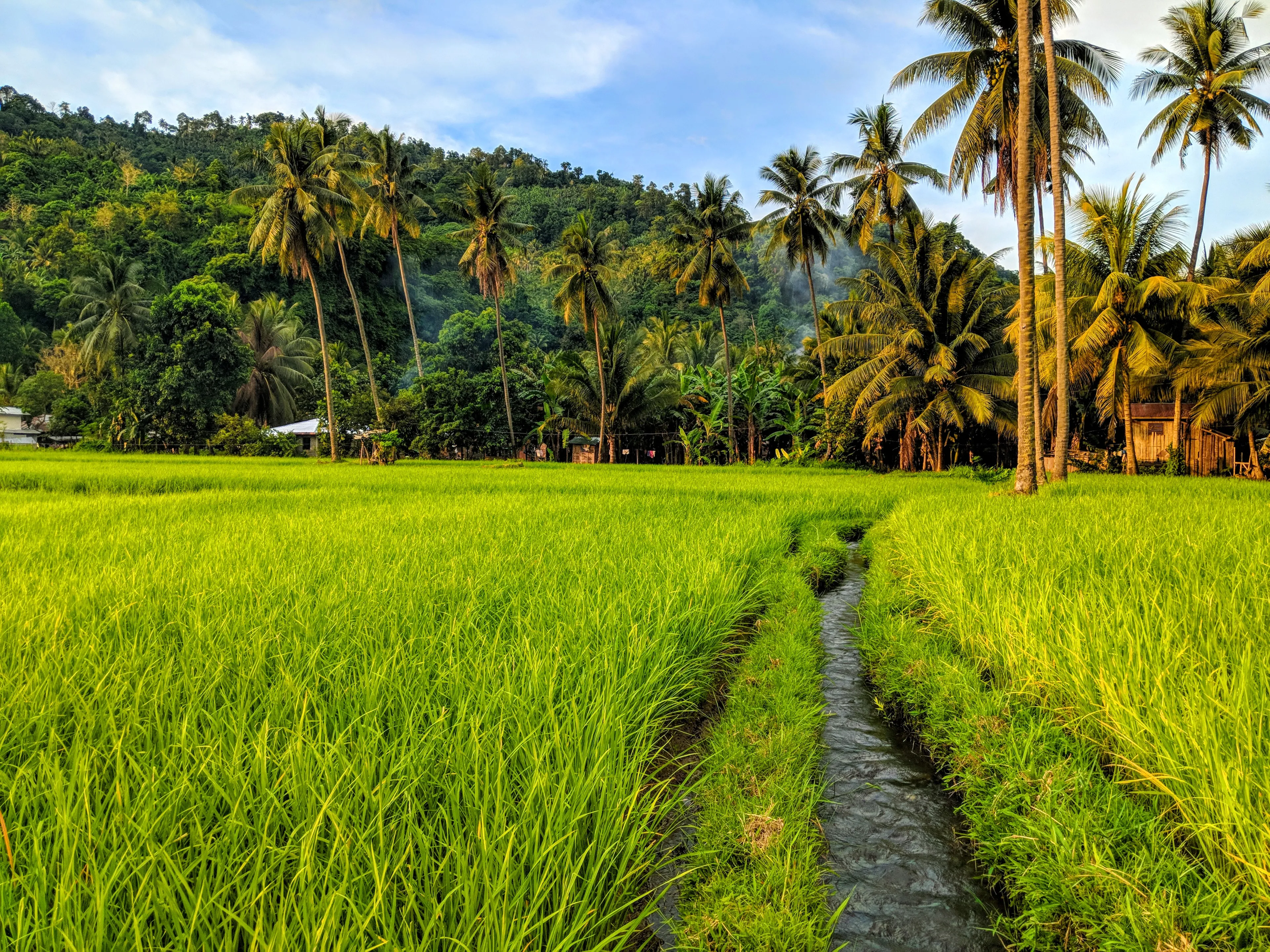 Rice paddy in Cagayan De Oro, Mindanao, The Philippines 