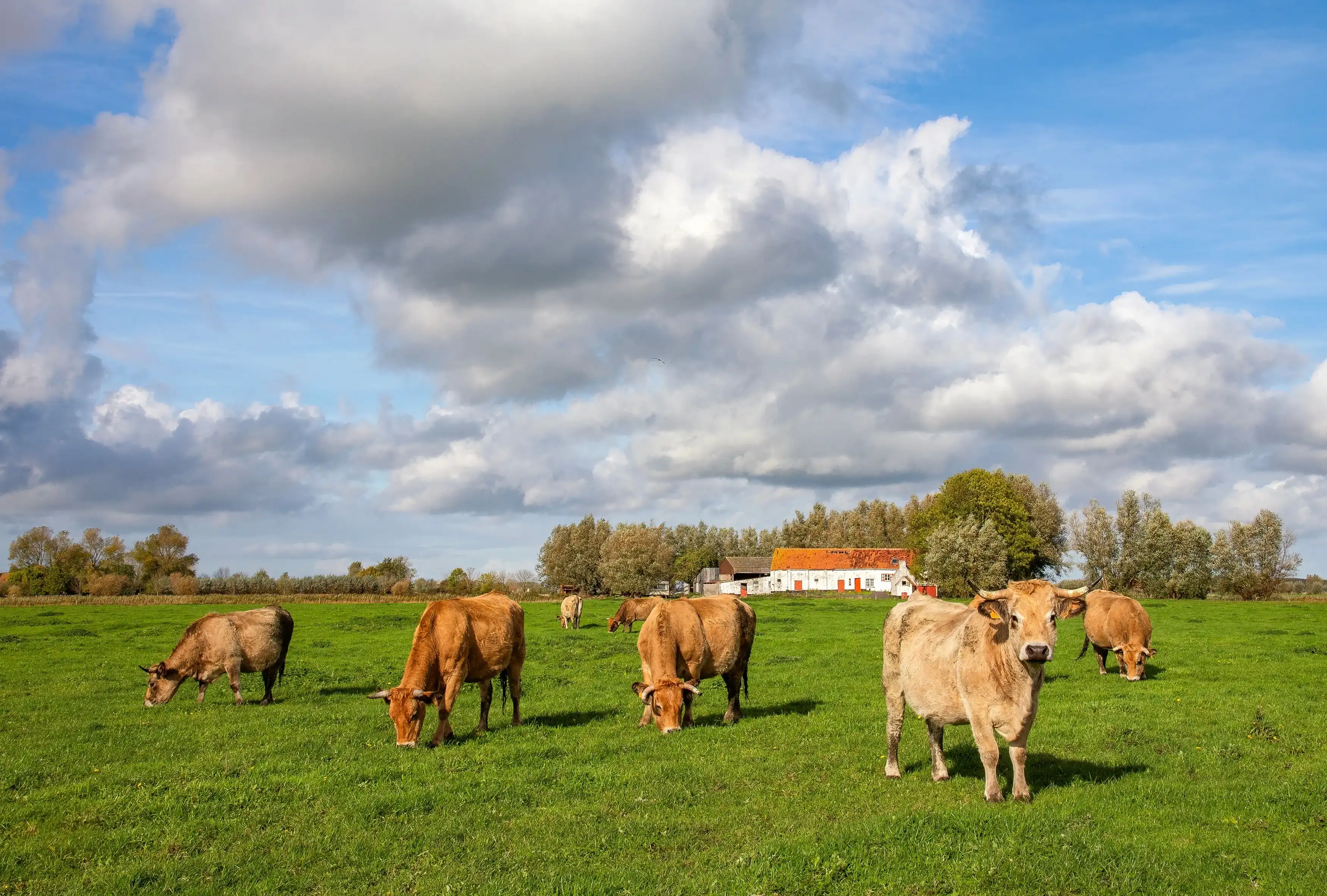 Best Jabbeke hotels. Cheap hotels in Jabbeke, Belgium Best Jabbeke hotels. Cheap hotels in Jabbeke, Belgium