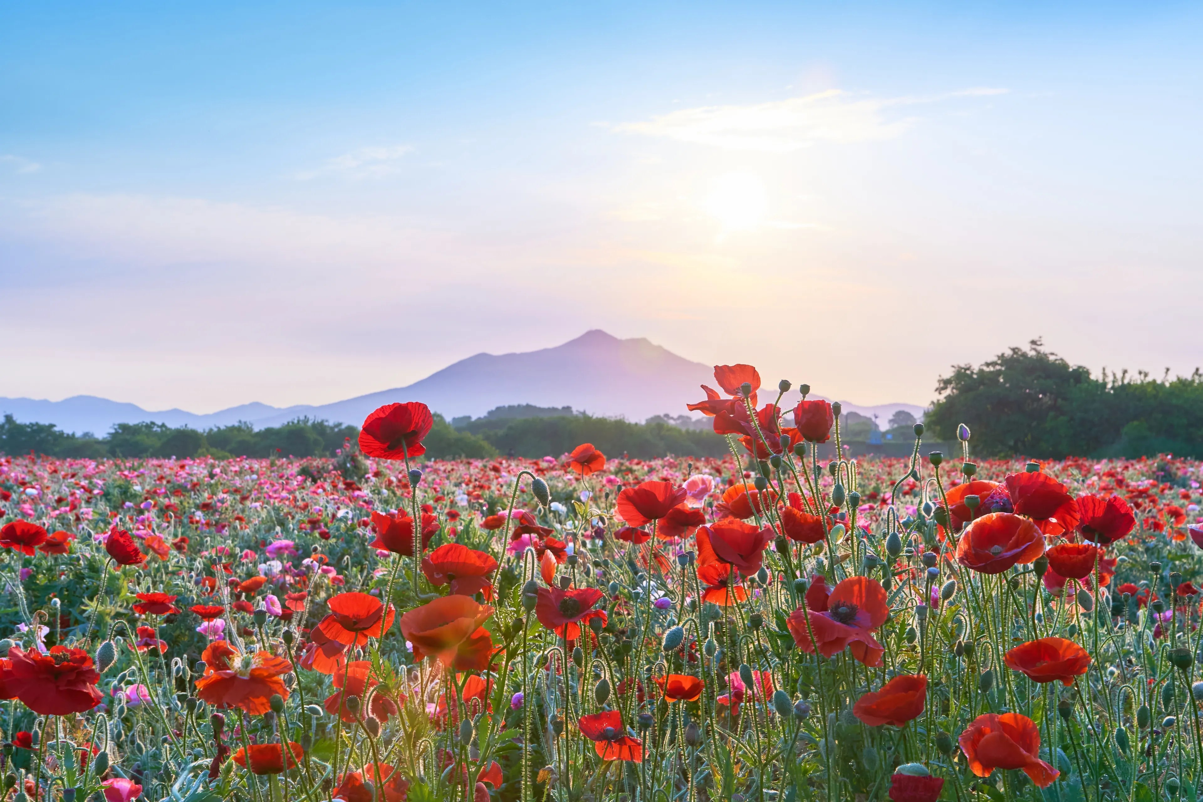 Fantastic scenery of Mt. Tsukuba in the early morning and the poppy flower field spreading all over and the sun