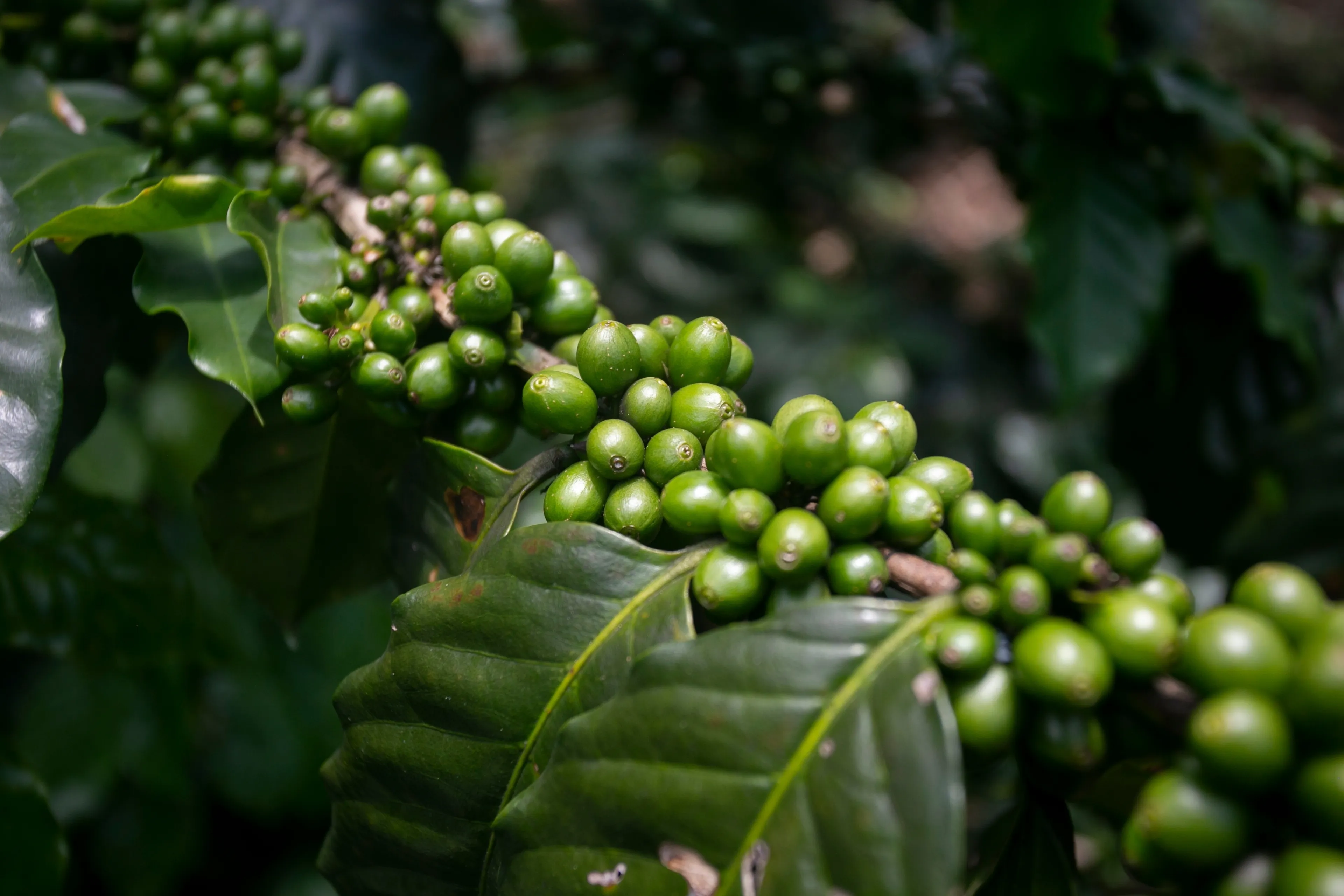 Coffee plantation in Moyobamba region in the Peruvian jungle.