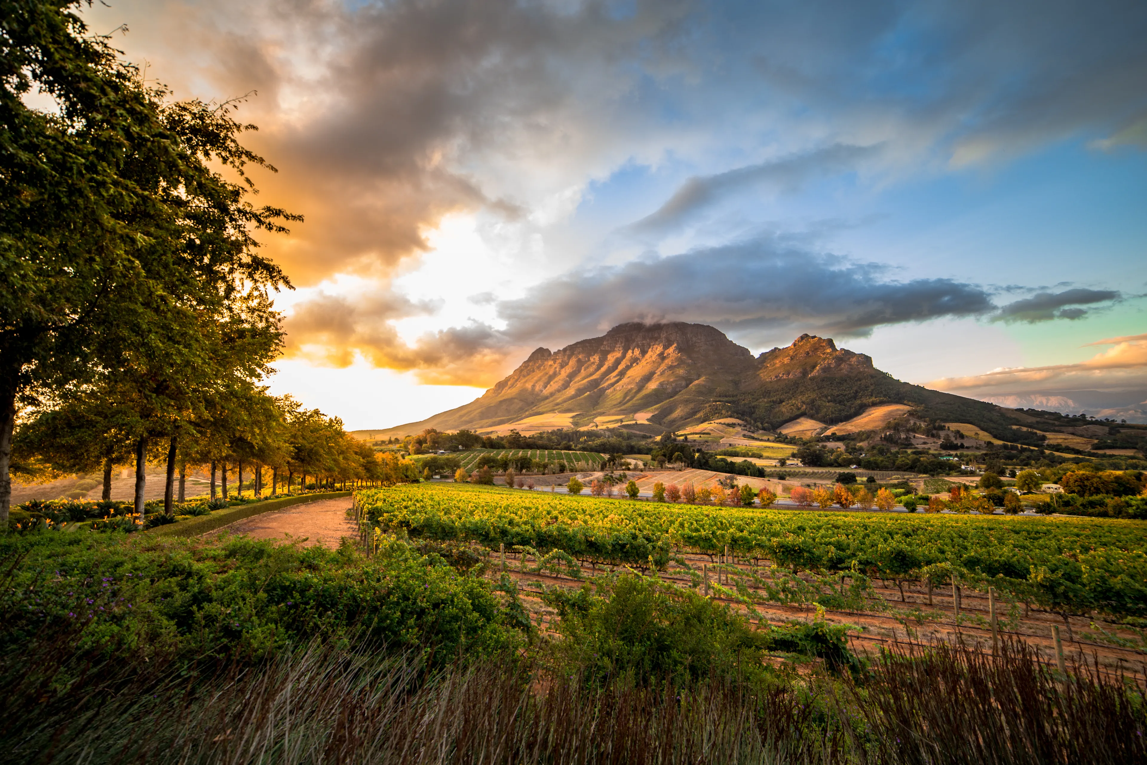 Wine region near Stellenbosch looking at Simonsberg in South Africa