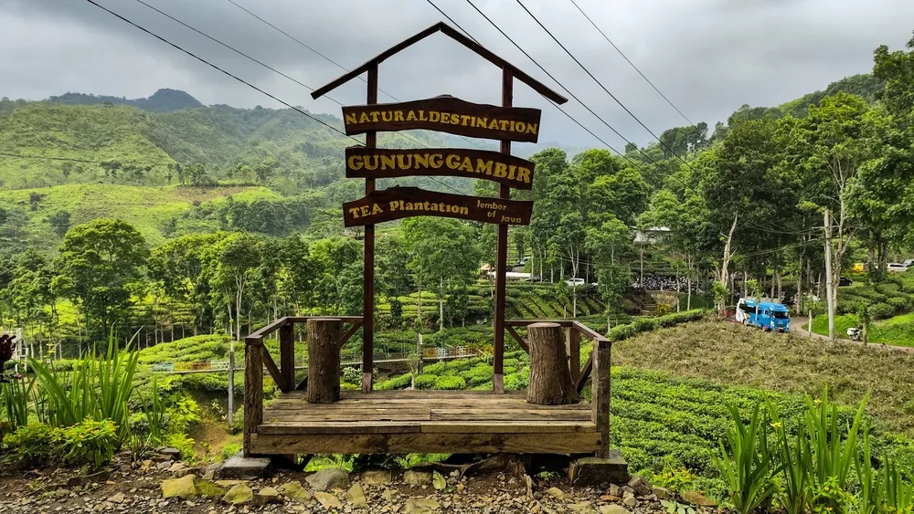 Signboard Beautiful View of Mount Gambir Tea Plantation Landscape in Jember, Indonesia - November 10, 2024