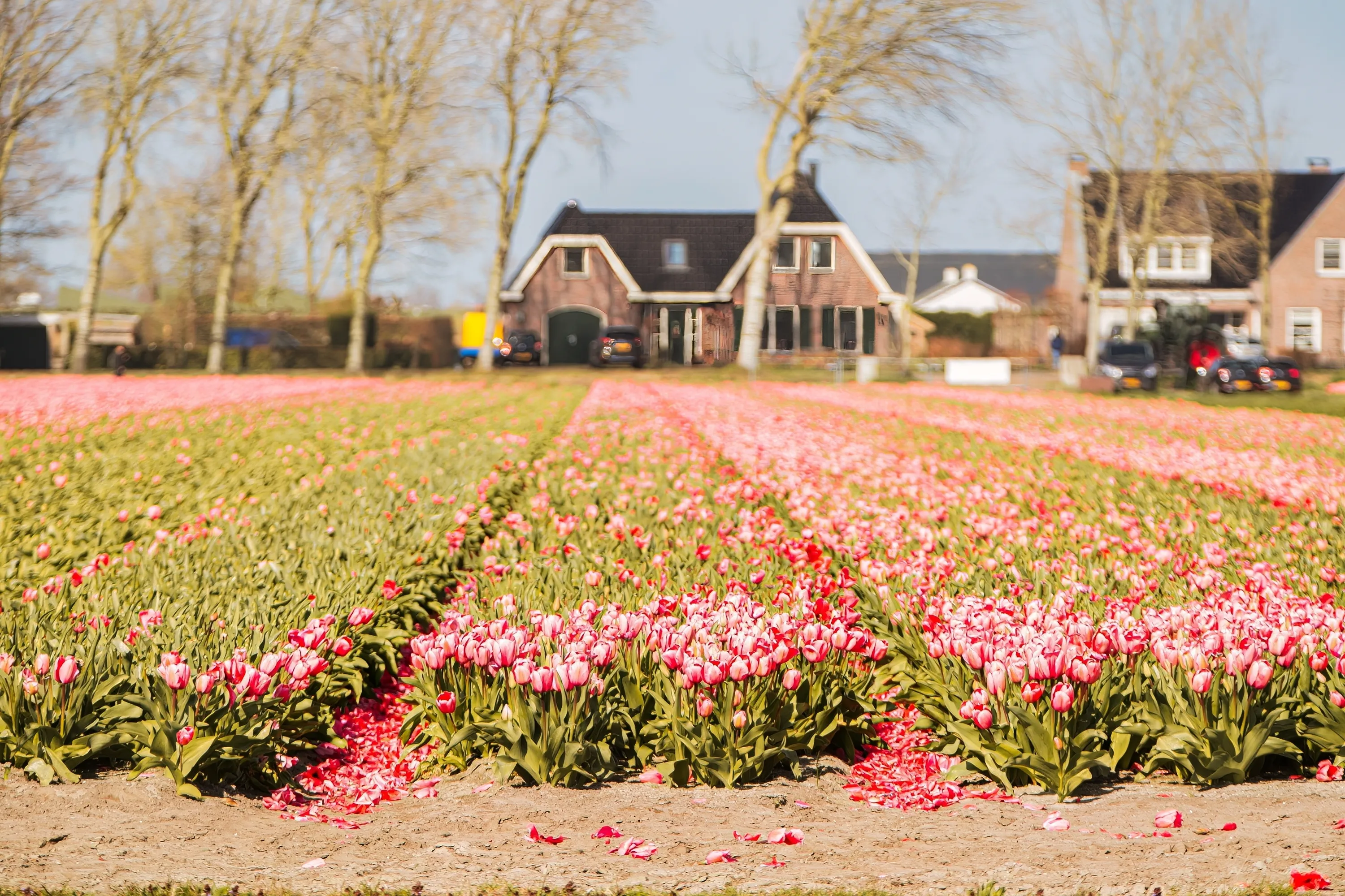 Best Noordwijkerhout hotels. Cheap hotels in Noordwijkerhout, Netherlands