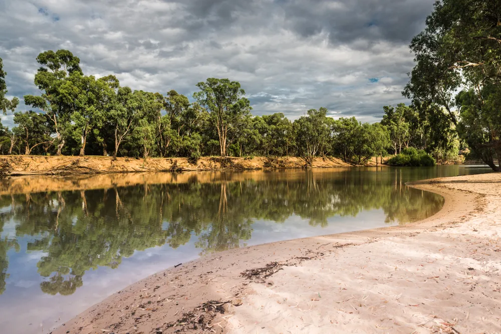 Australian Riverfront Landscape. Eucalyptus trees near Murrumbidgee River in Hay, New South Wales, Australia