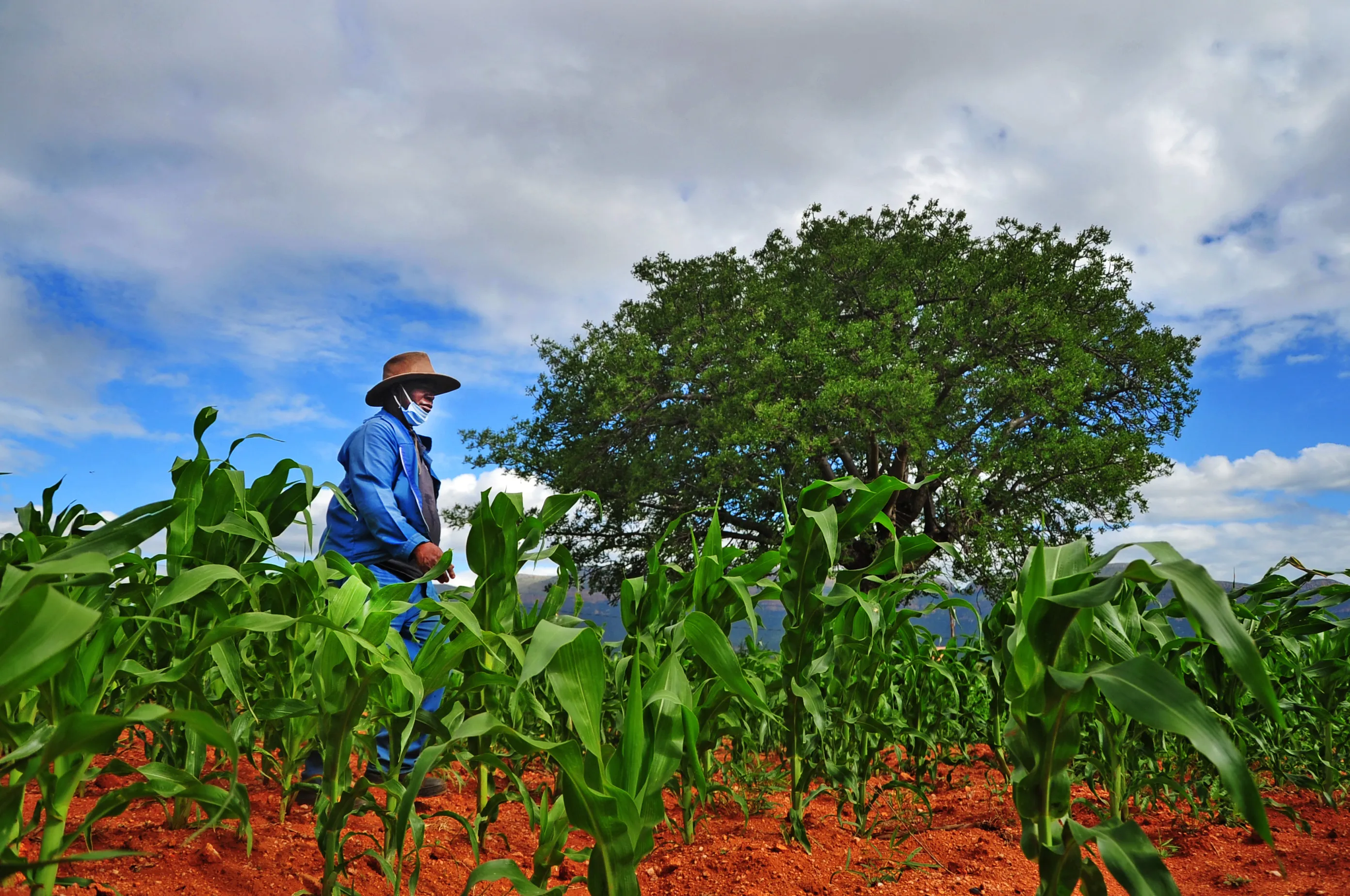 Polokwane, Limpopo, South Africa - 8 December 2020 - Subsistence farmers are back working in the fields after the uncertainty brought about by the covid-19 lockdown
