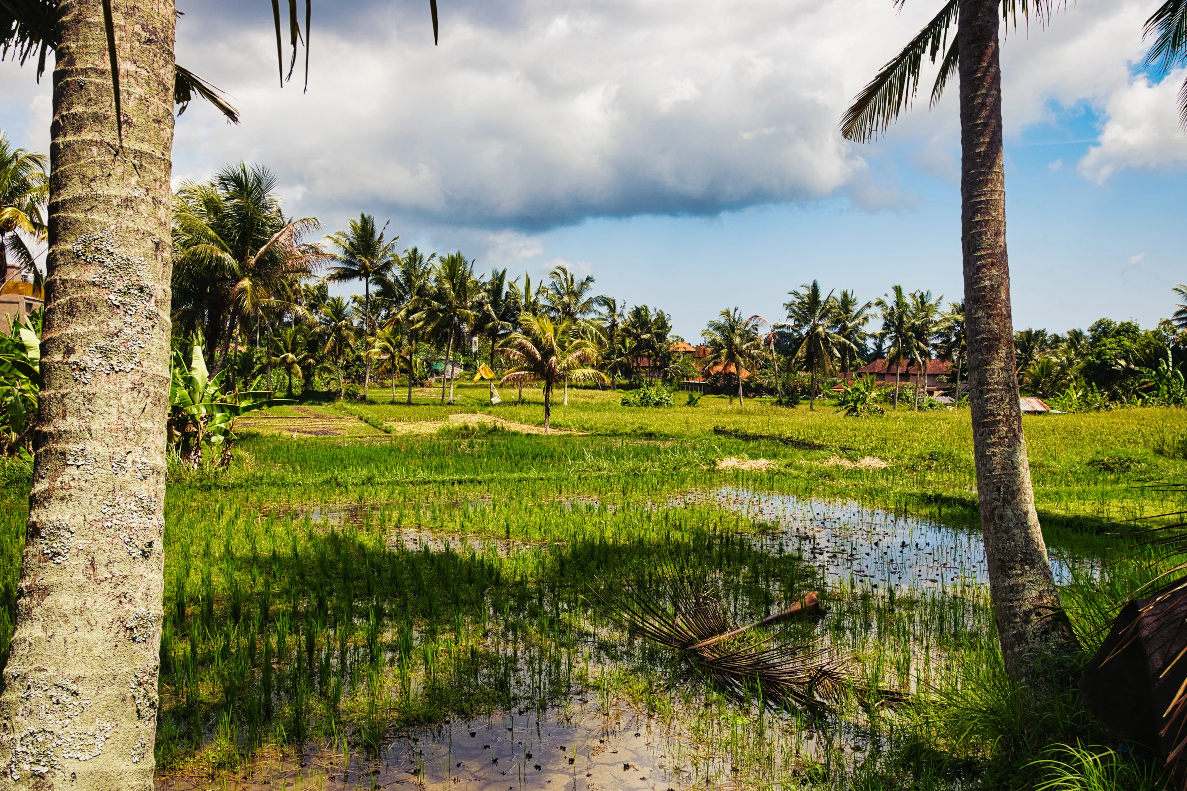 Best Tabanan hotels. Cheap hotels in Tabanan, Indonesia