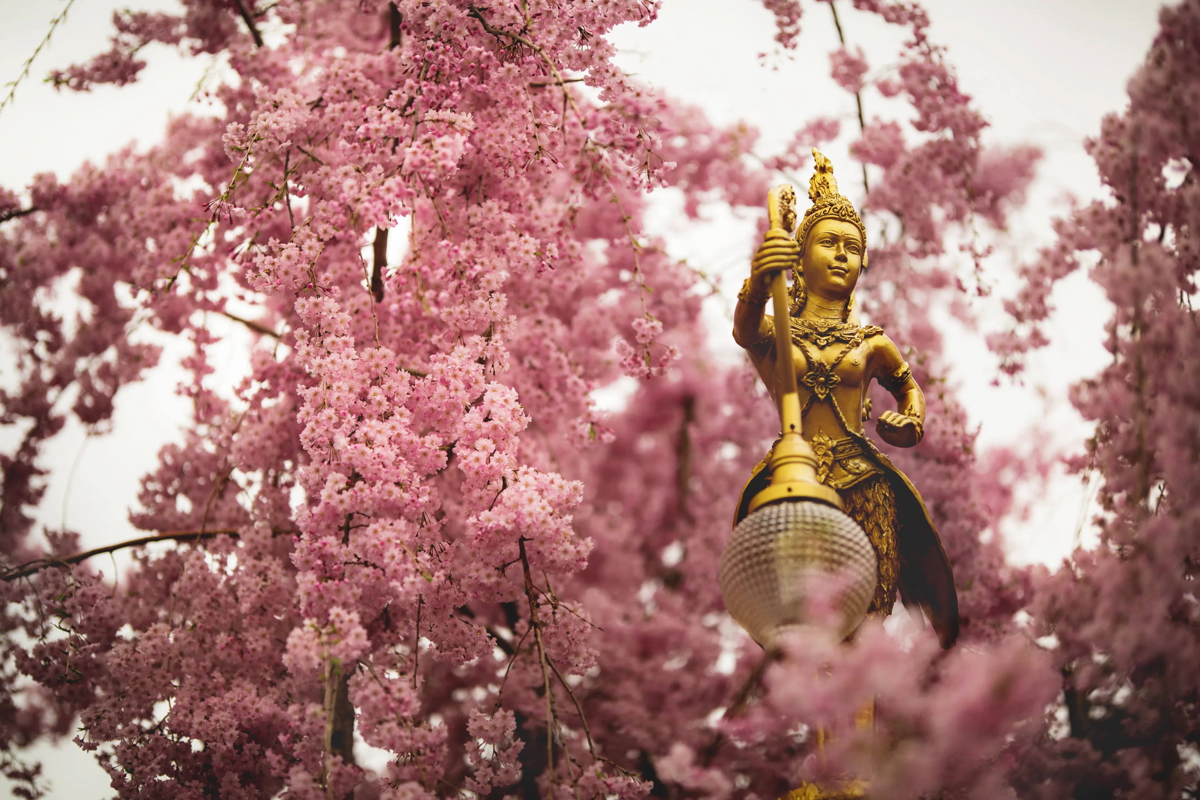 Gold light fixture in the parking lot at a local Buddhist Thai Temple in Bensalem, Pennsylvania. The gold statue stands out against the blooming cherry blossom trees.