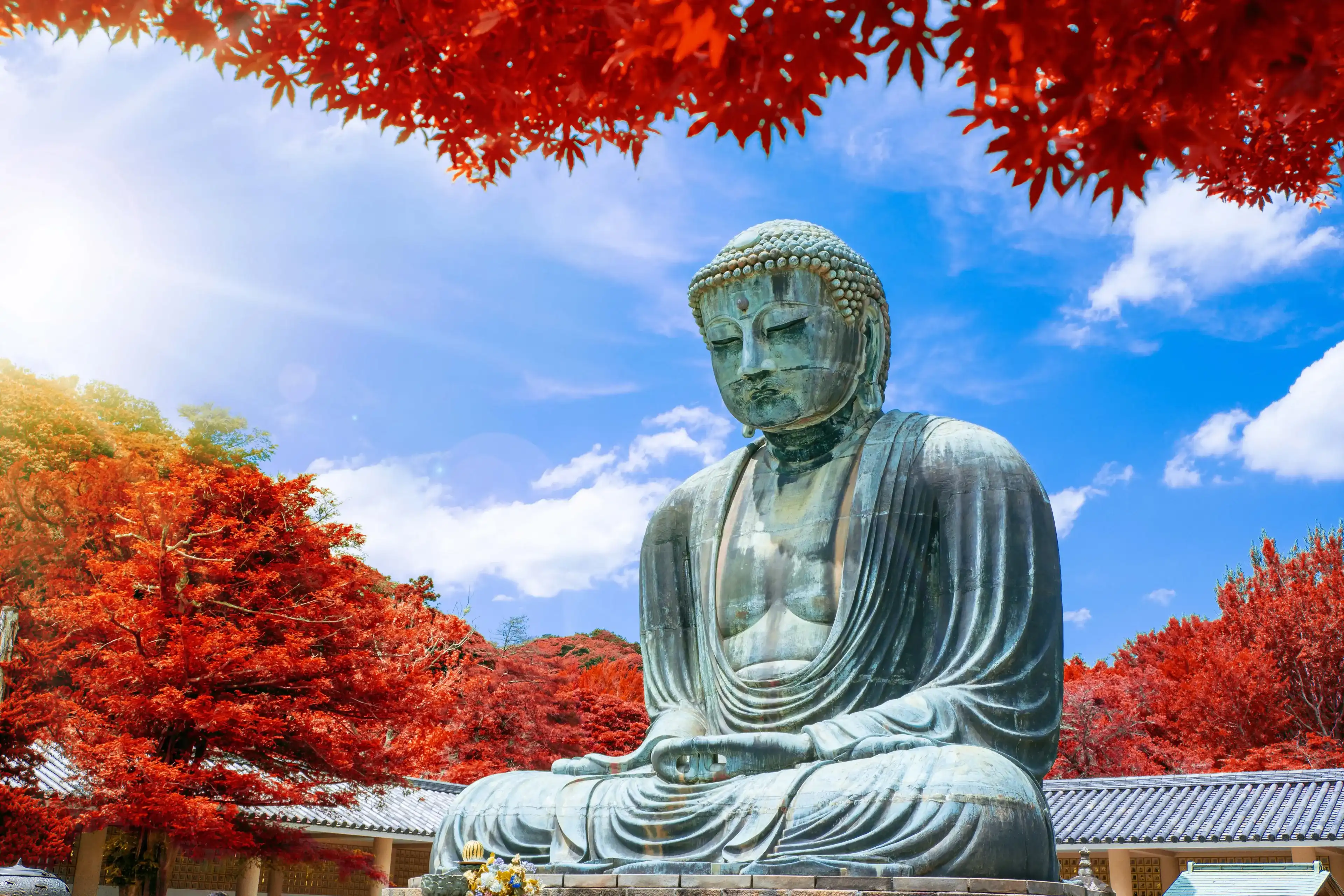 The Great Buddha of Kamakura at autumn season with red leaf, Kanagawa,Japan. Originally housed in a hall that was destroyed twice in the 14th Century, the great Buddha at Kotoku-in Temple dates fro The Great Buddha of Kamakura at autumn season with red leaf, Kanagawa,Japan. Originally housed in a hall that was destroyed twice in the 14th Century, the great Buddha at Kotoku-in Temple dates fro