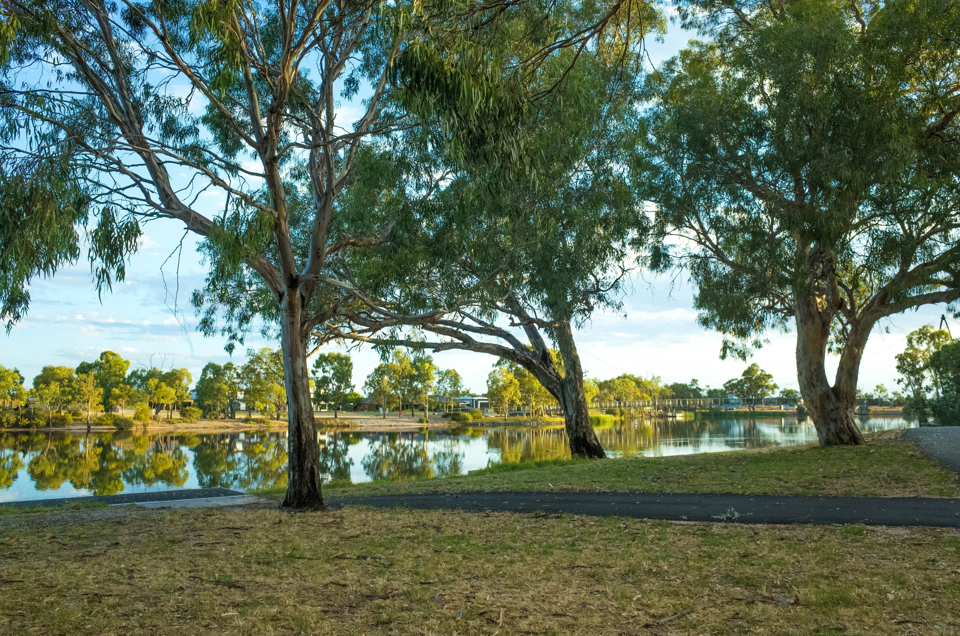 Riverbank of Wimmera River. Background texture of Australian nature reserve along the river with native Eucalyptus trees. Horsham, VIC Australia. 