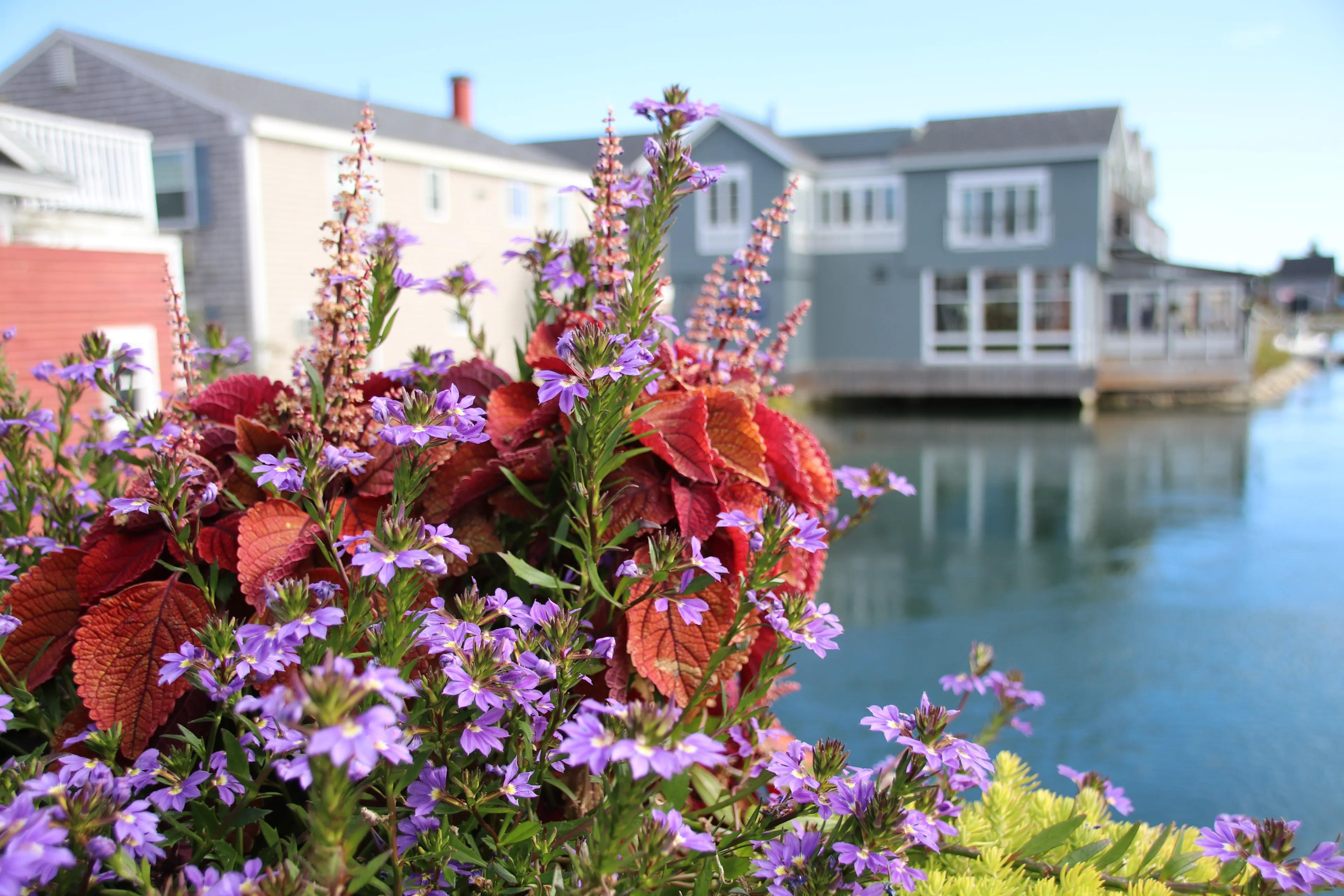 Flowers at Kennebunkport, Maine, USA