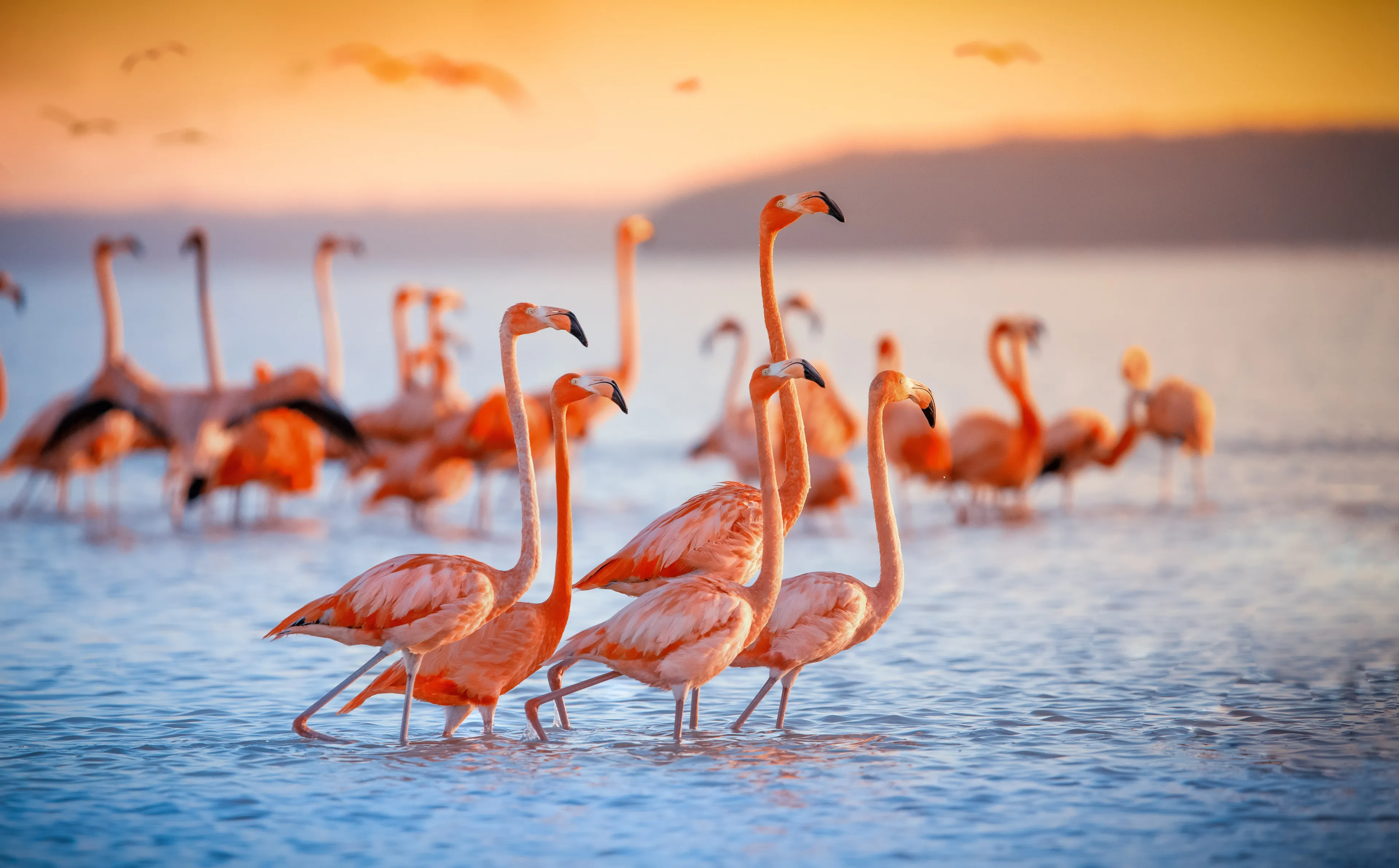 pink flamingos during a brilliant sunset