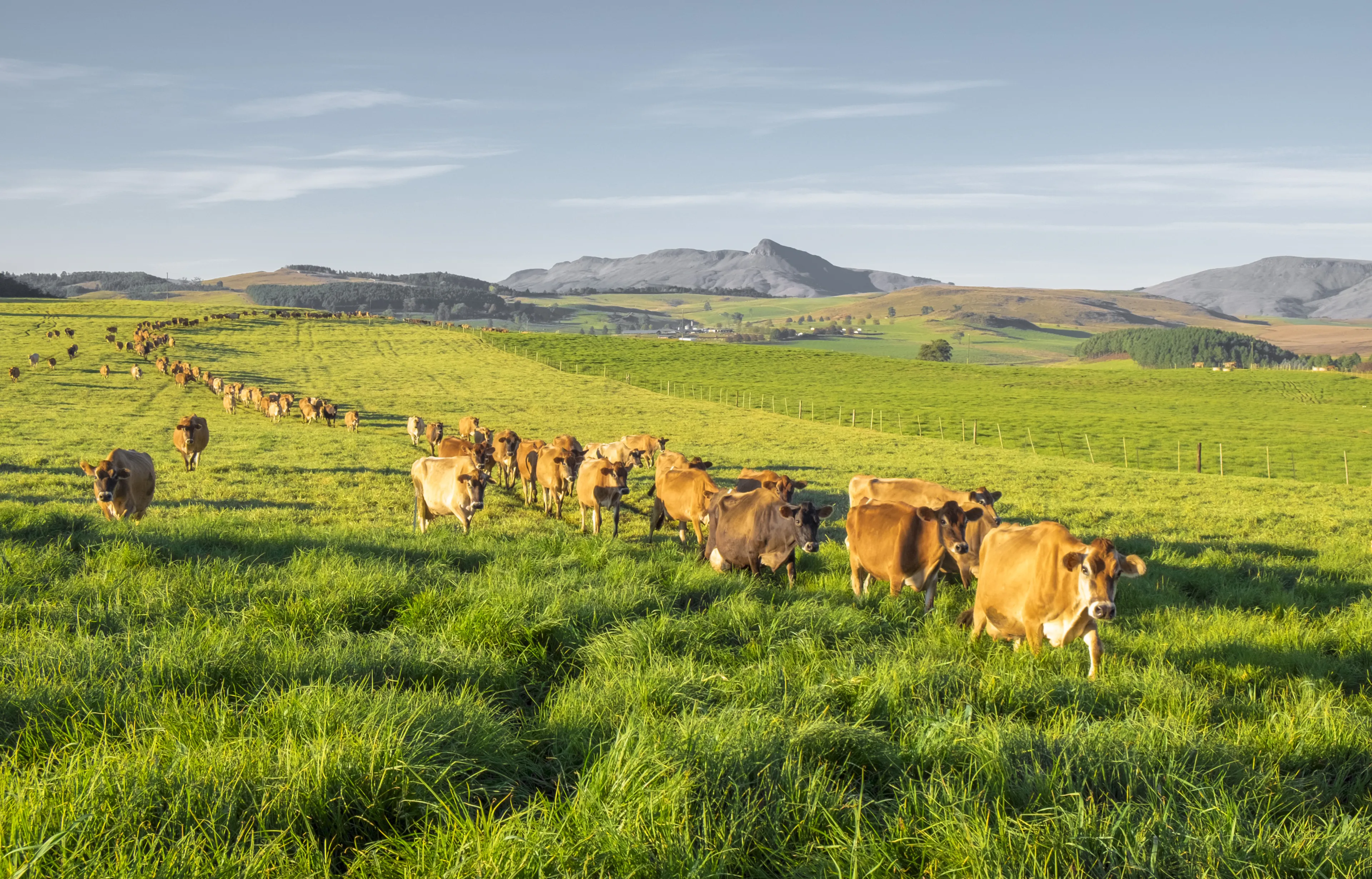 Herd of Jersey cows in the Natal Midlands, South Africa