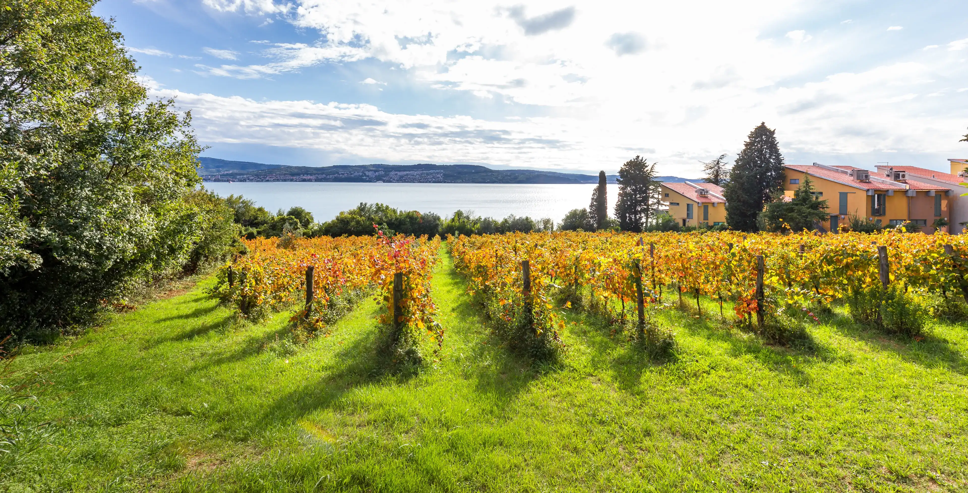 Beautiful summer vineyard blossom, beach houses Adriatic sea shore vacation, Slovenia agriculture, Ankaran Beautiful summer vineyard blossom, beach houses Adriatic sea shore vacation, Slovenia agriculture, Ankaran