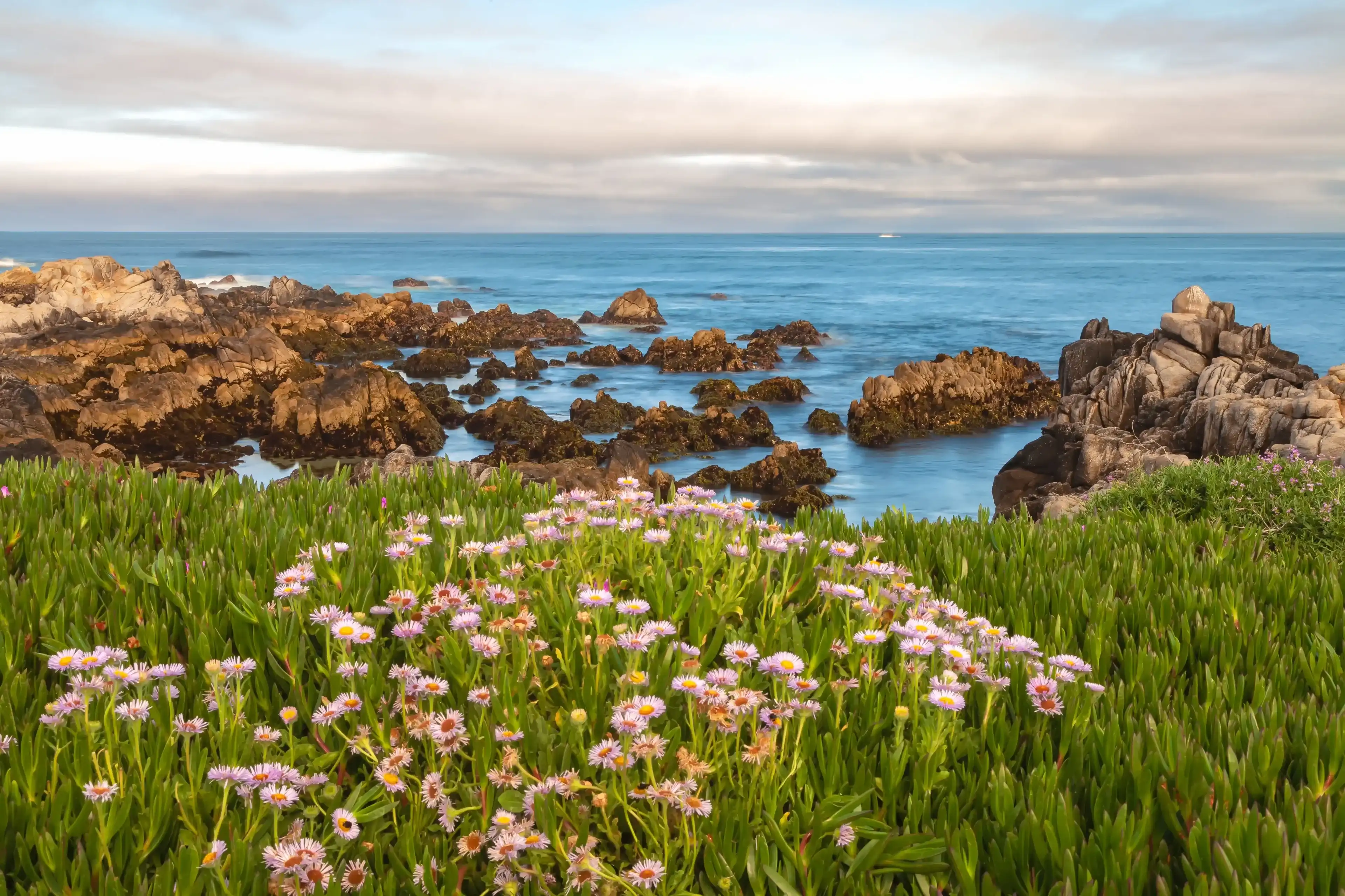 The blooming seaside daisies (Erigeron glaucus) along the Monterey Coast, California, United States The blooming seaside daisies (Erigeron glaucus) along the Monterey Coast, California, United States