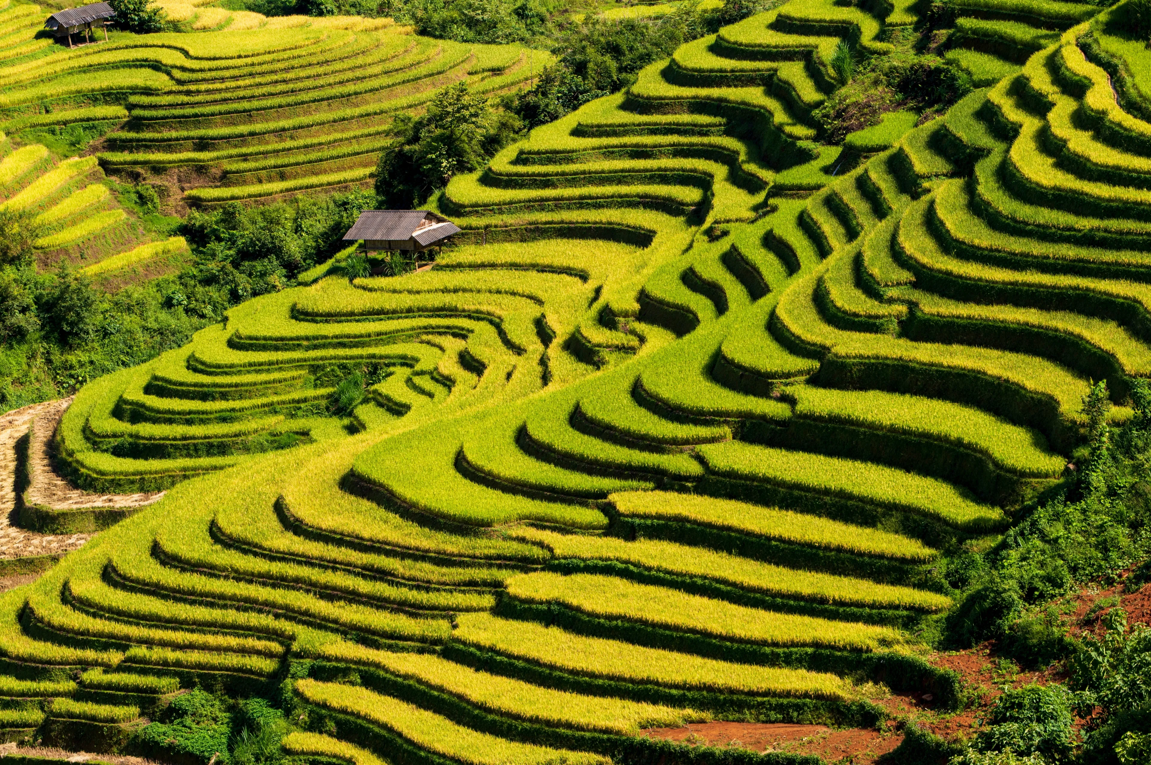 Terraced fields in ripe rice season Lao Chai - Mu Cang Chải - Viet Nam